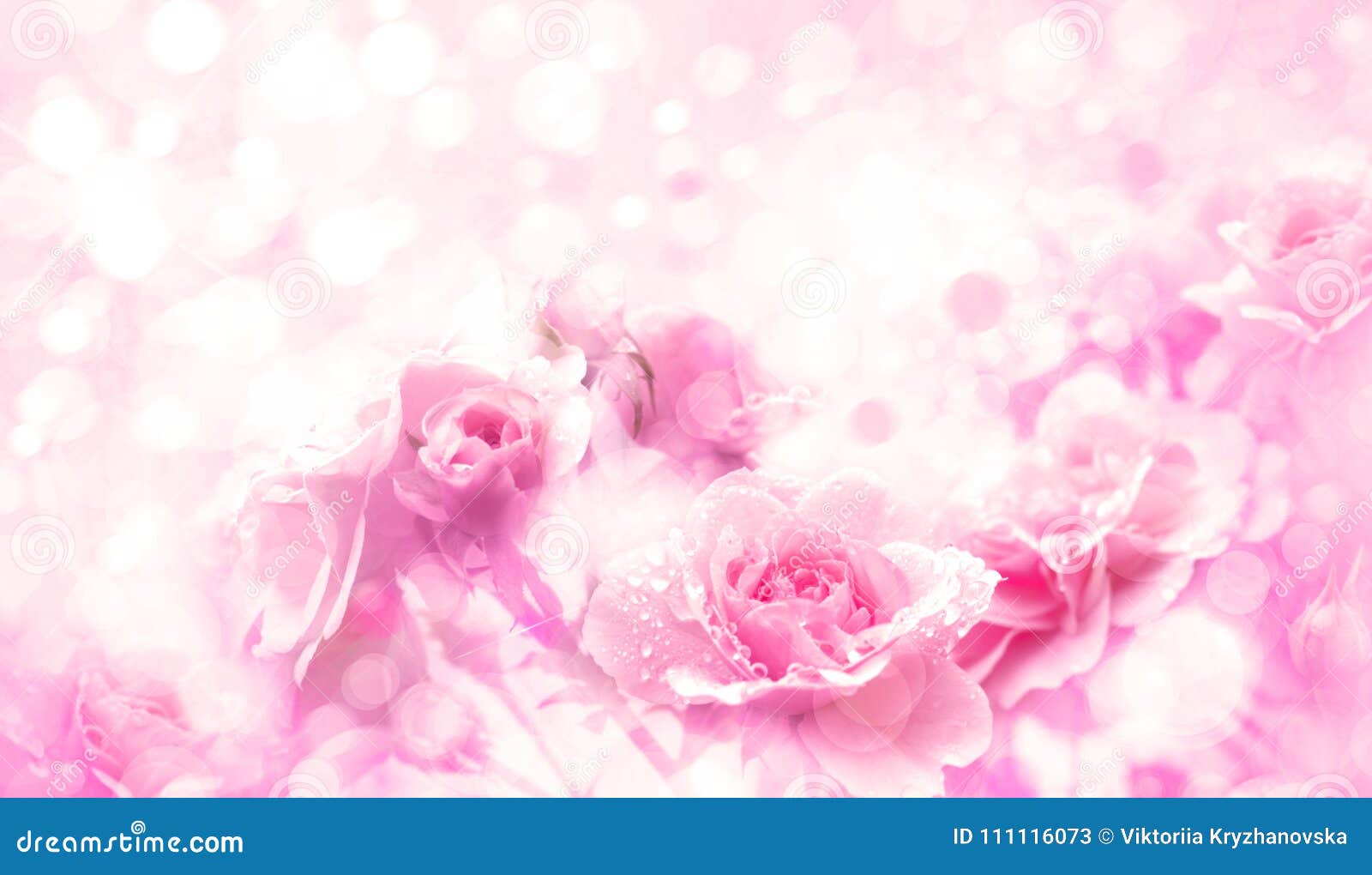 Fundo Cor-de-rosa Do Bokeh Das Flores Das Rosas Imagem de Stock - Imagem de  matriz, encarregado: 111116073