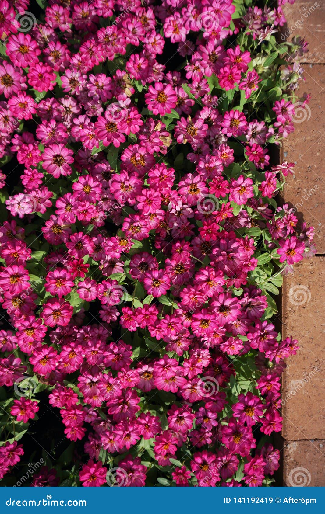 Fundo Cor-de-rosa Pequeno Do Campo De Flores Imagem de Stock - Imagem de  flores, fundo: 141192419