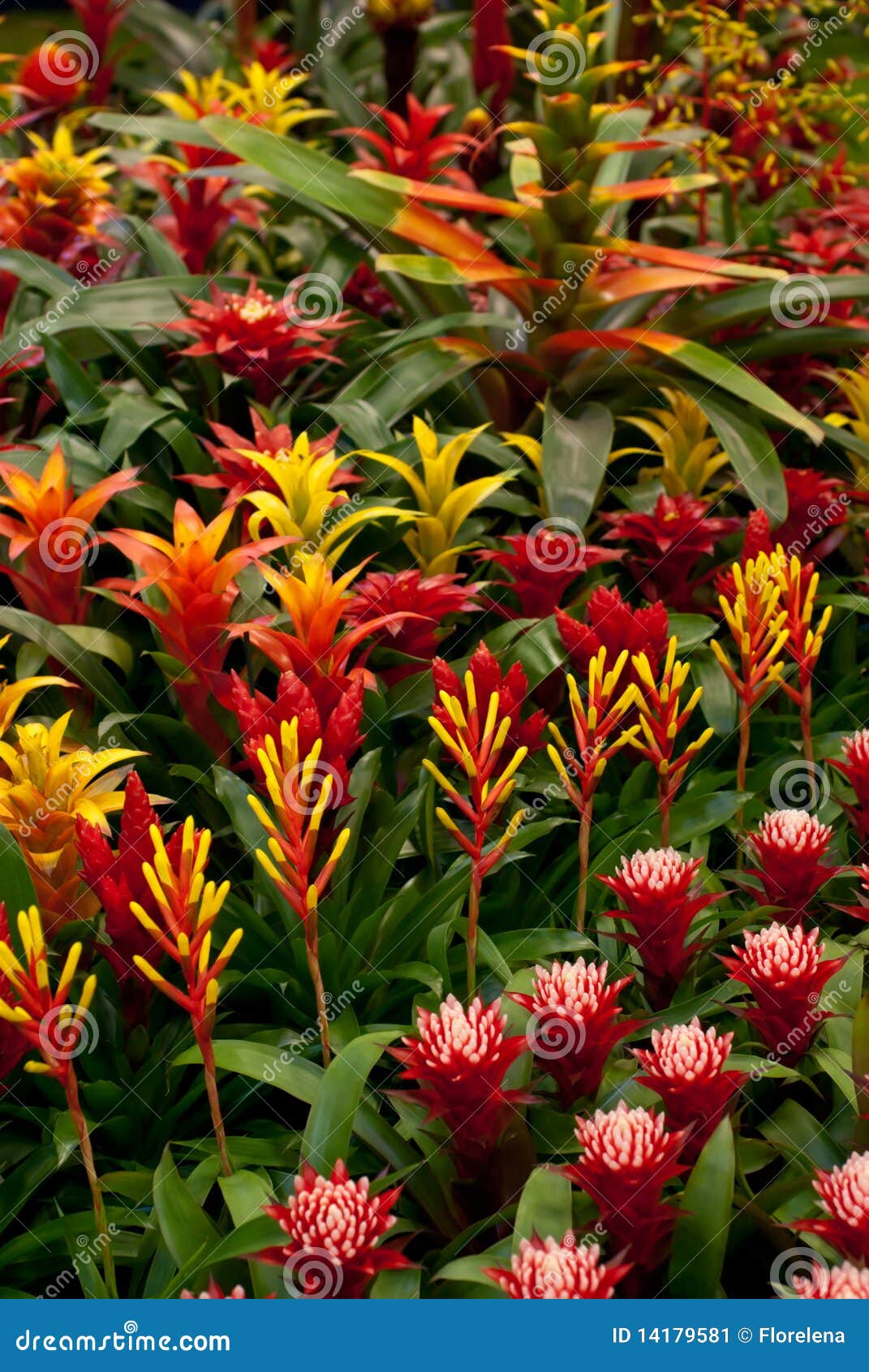 Fundo da flor. Bromelia imagem de stock. Imagem de rico - 14179581