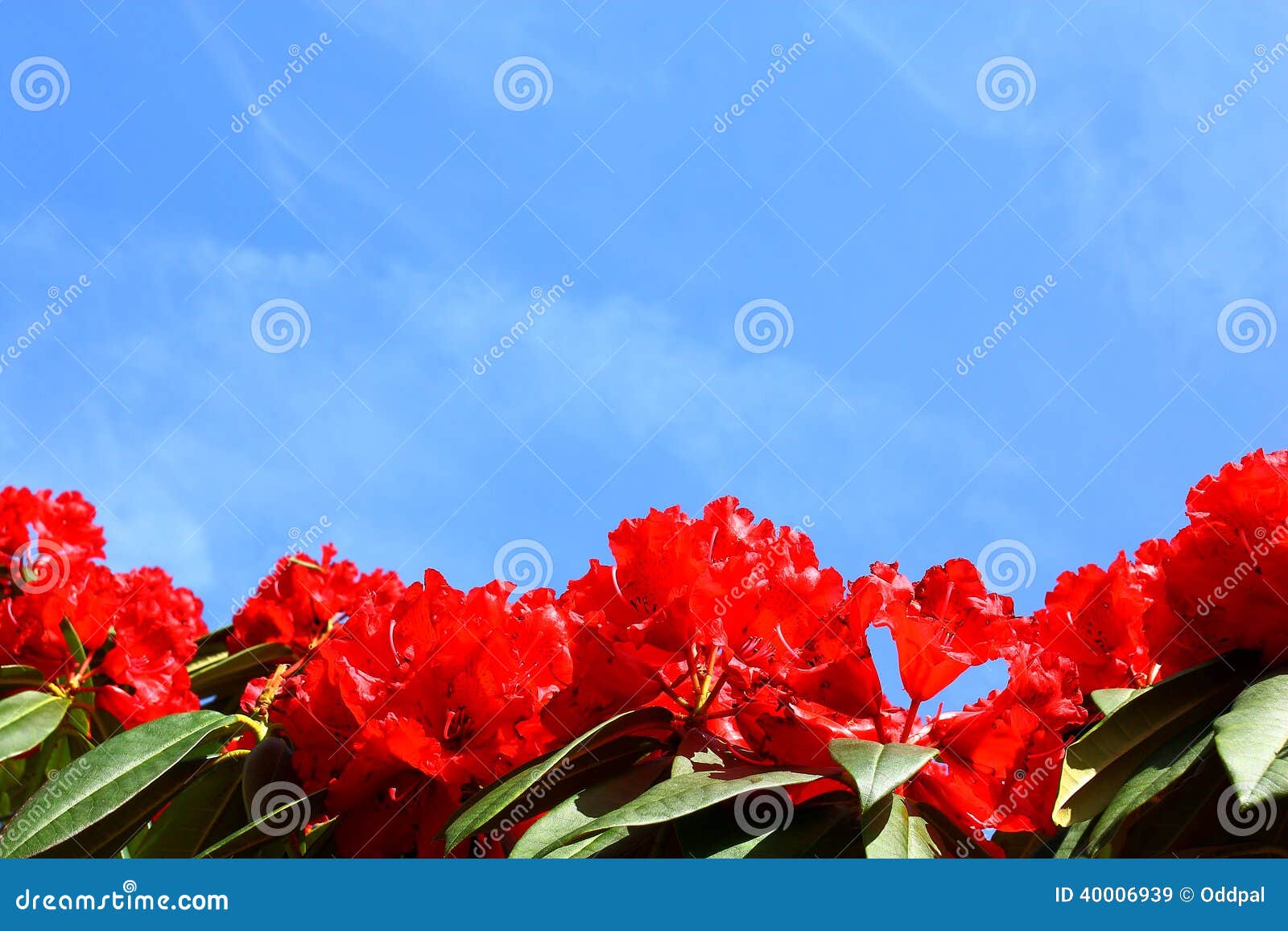 Flor Vermelha E Fundo De Céu Azul Imagem de Stock - Imagem de azaléia,  verde: 40006939, image size:1600x1157