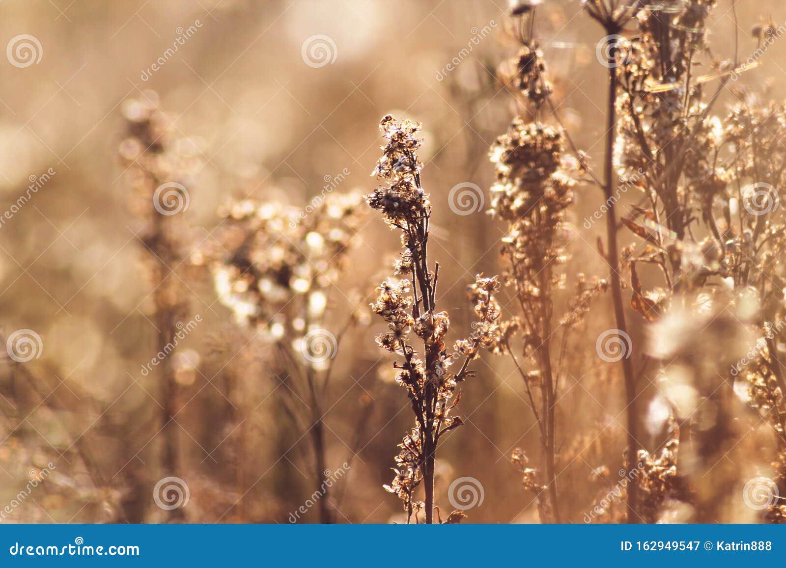 Fundo De Flores E Plantas Naturais Douradas Imagem de Stock - Imagem de  grama, paisagem: 162949547