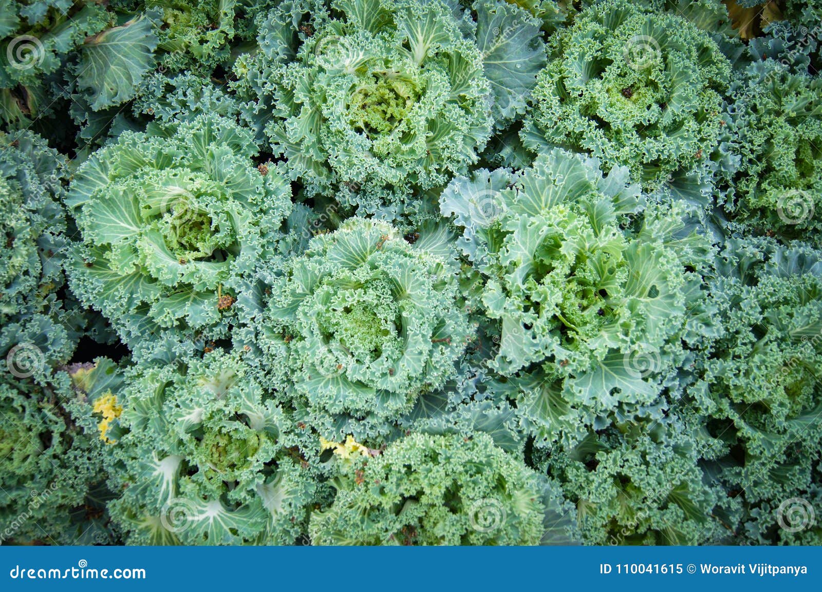 Fundo decorativo do vegetal da couve. Couve decorativa do fundo vegetal ou cale de florescência, Brassica Oleracea