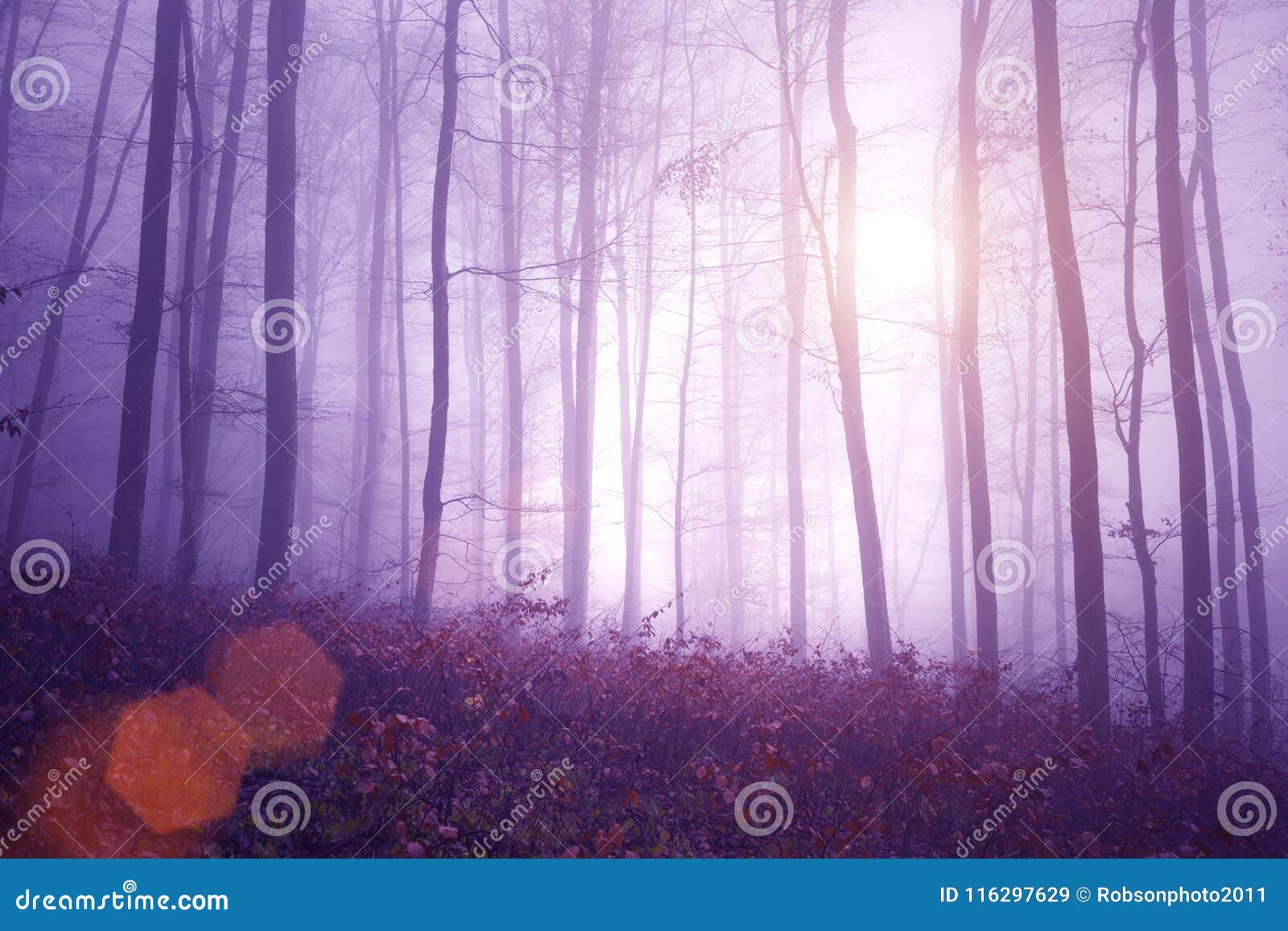 Fundo De Floresta De Fantasia, Sonhe, Floresta, Névoa Imagem de