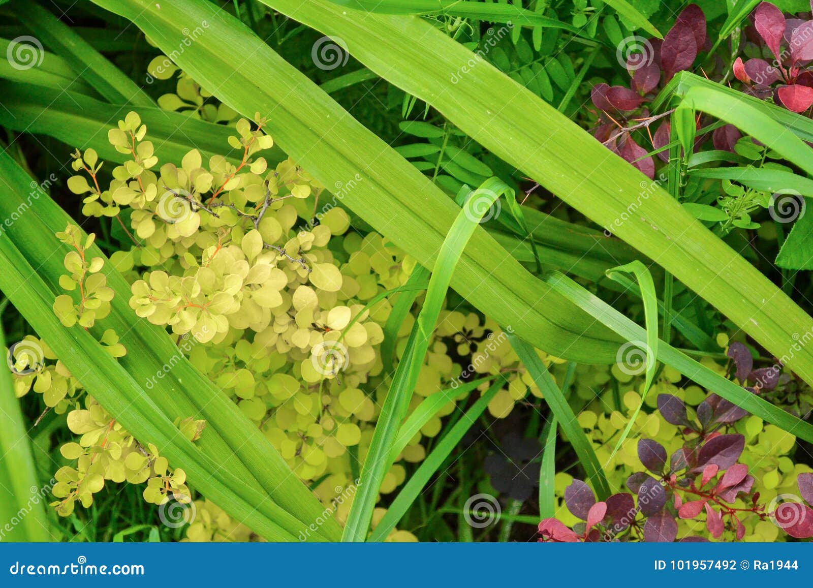 Fundo floral do fundo floral floral floral do fundo do fundo. Fundo floral do fundo floral floral do fundo