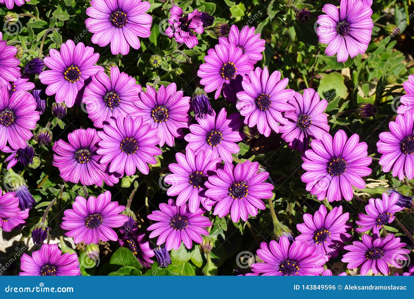 Fundo Floral, Margarida Roxa De Marquerite, Amelloides De Felicia, Lila  Kapaster Foto de Stock - Imagem de decorativo, flor: 143849596