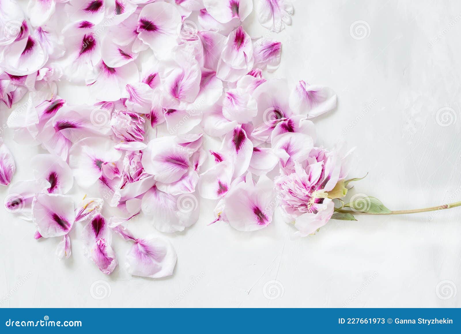 Fundo Floral. Pétalas De Flores Delicadas De Peões E Flores Imagem de Stock  - Imagem de flor, mola: 227661973