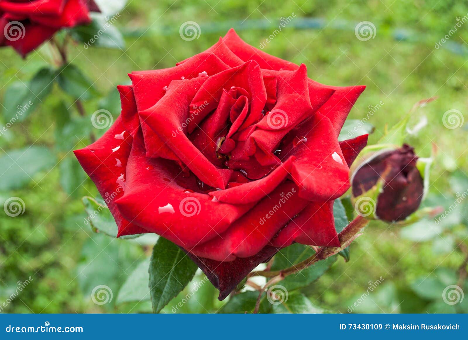 Fundo Natural Das Rosas Vermelhas/ Imagem de Stock - Imagem de wallpaper,  flora: 73430109