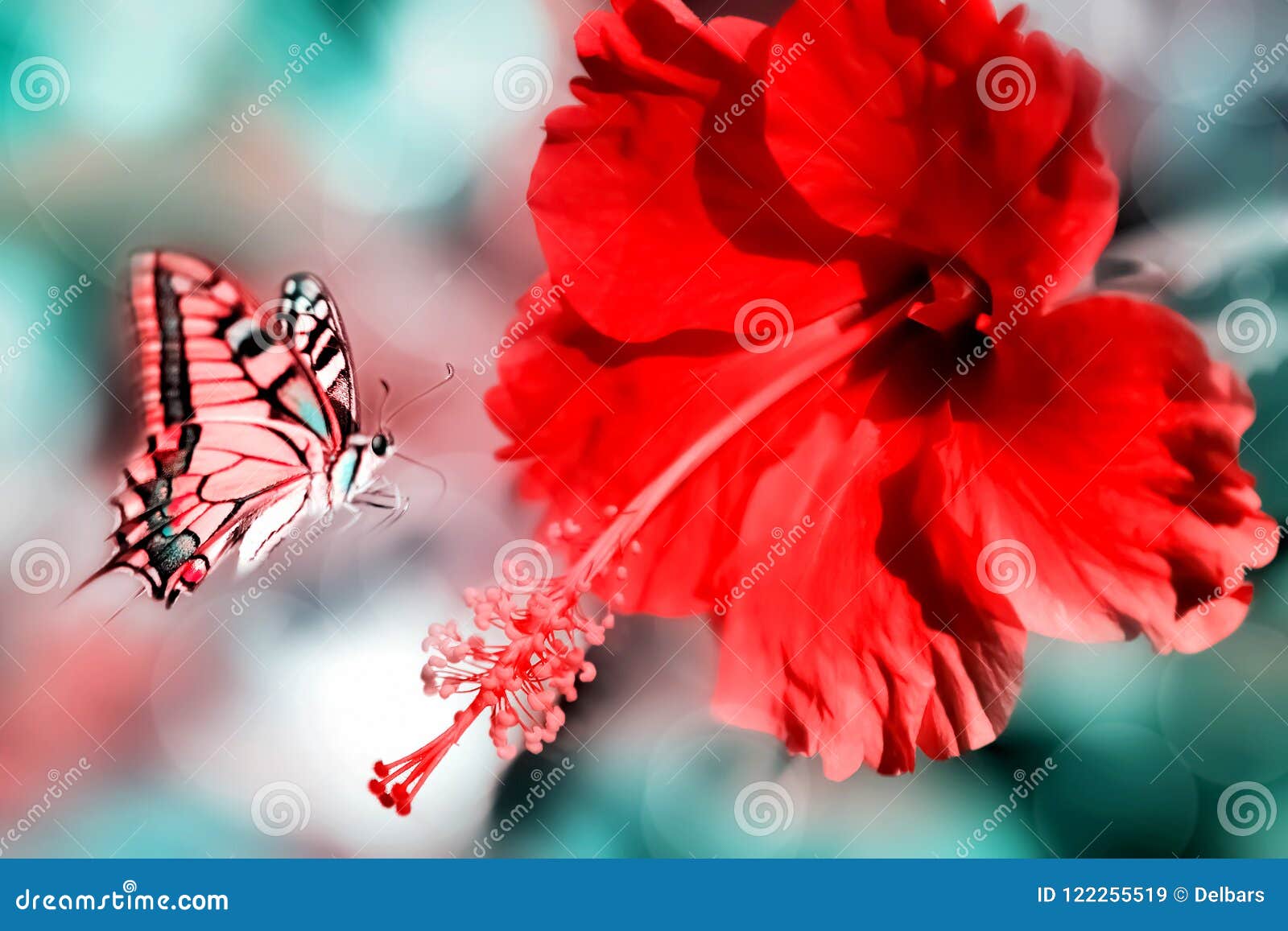 Fundo Natural Do Verão Borboleta Cor-de-rosa Vermelha Na Flor Vermelha  Bonita Imagem de Stock - Imagem de fundo, inseto: 122255519
