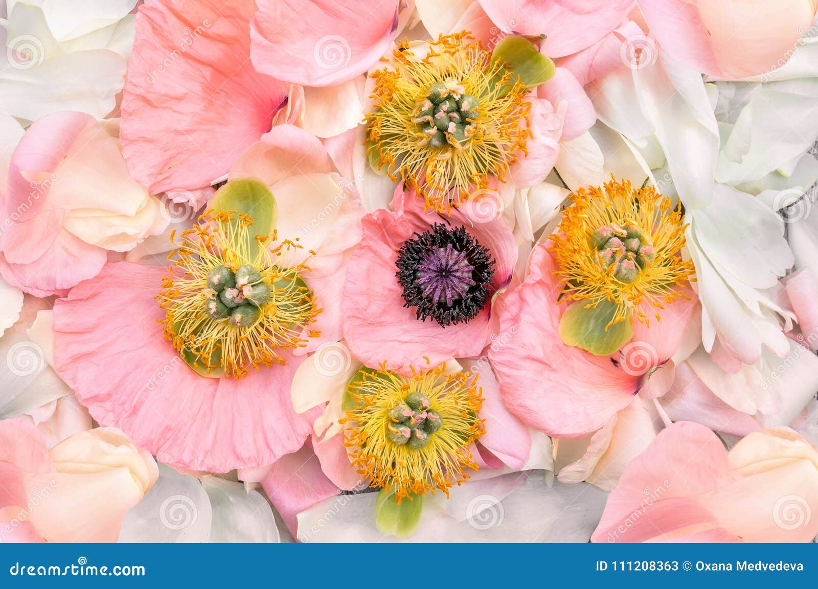 Fundo Natural Feito Da Peônia Cor-de-rosa Delicada Bonita Da Flor Com  Estames E Close-up Dos Pistilos a Textura Da Pétala Da Flor Imagem de Stock  - Imagem de peônias, encantador: 111208363