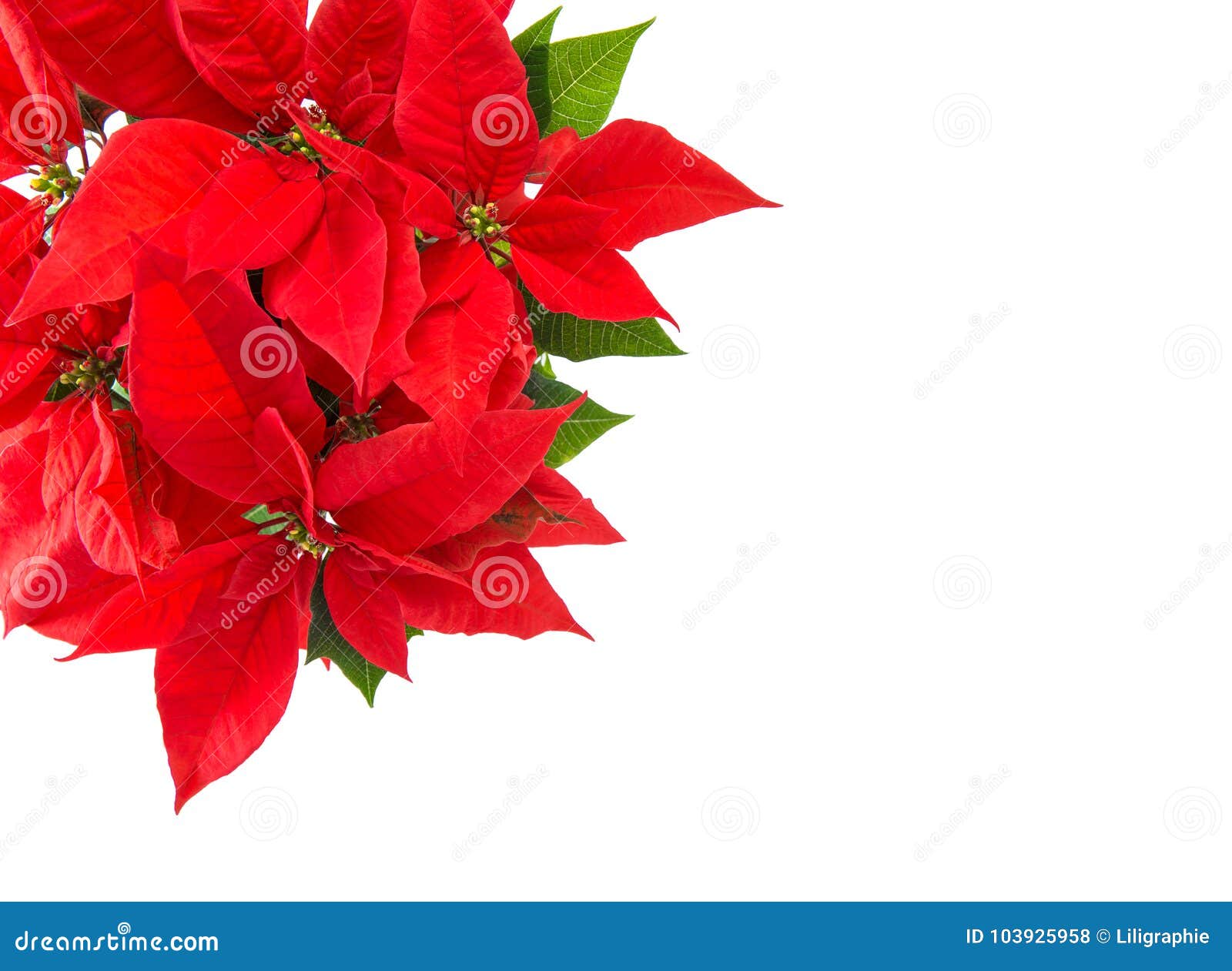 Fundo Vermelho Do Branco Da Poinsétia Da Flor Do Natal Foto de Stock -  Imagem de feriados, poinsettia: 103925958