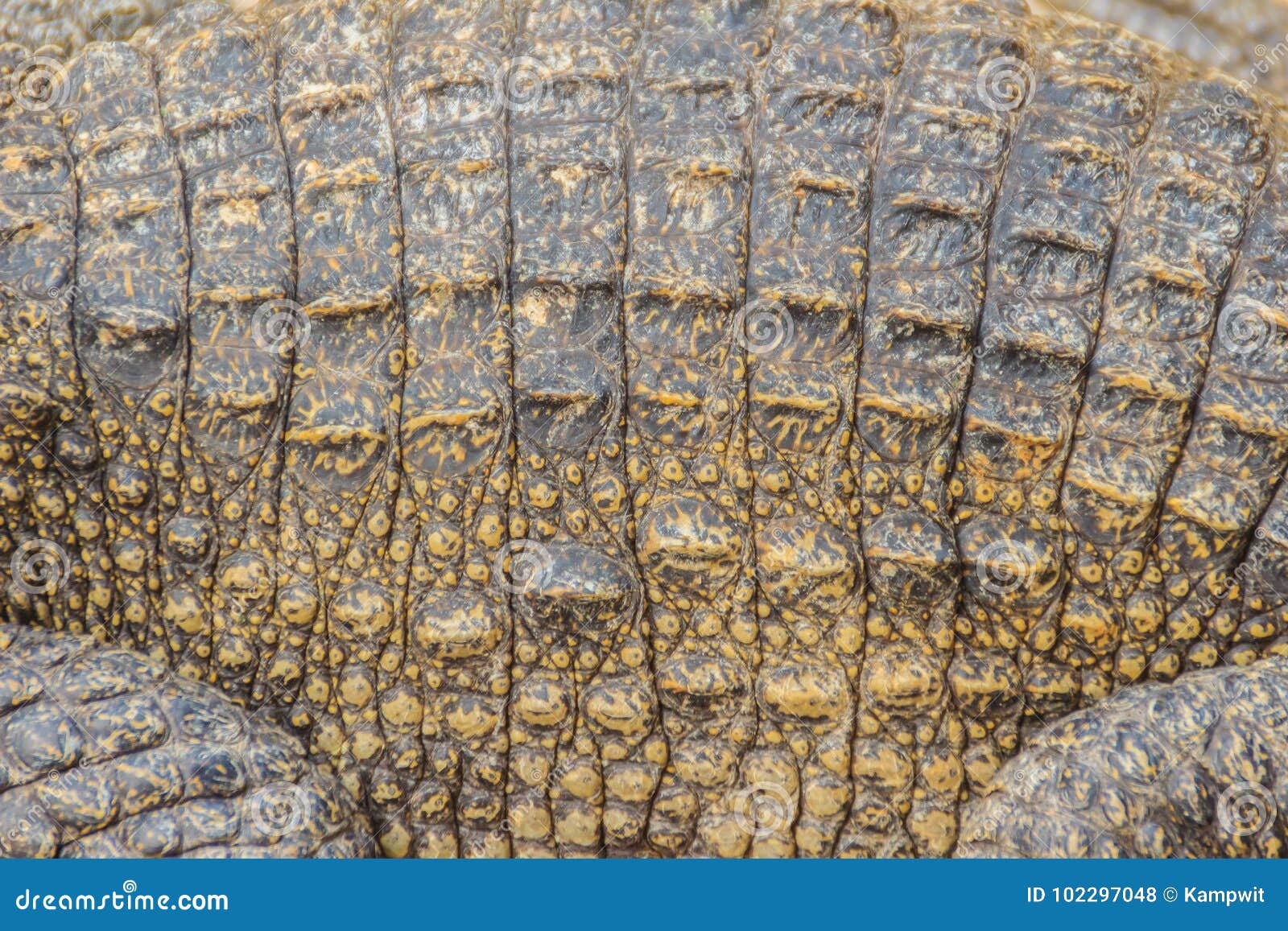 Teste Padrão Vivo Da Cauda Do Crocodilo Do Corpo Vivo Para O Fundo Foto de  Stock - Imagem de bens, cultivar: 102439002