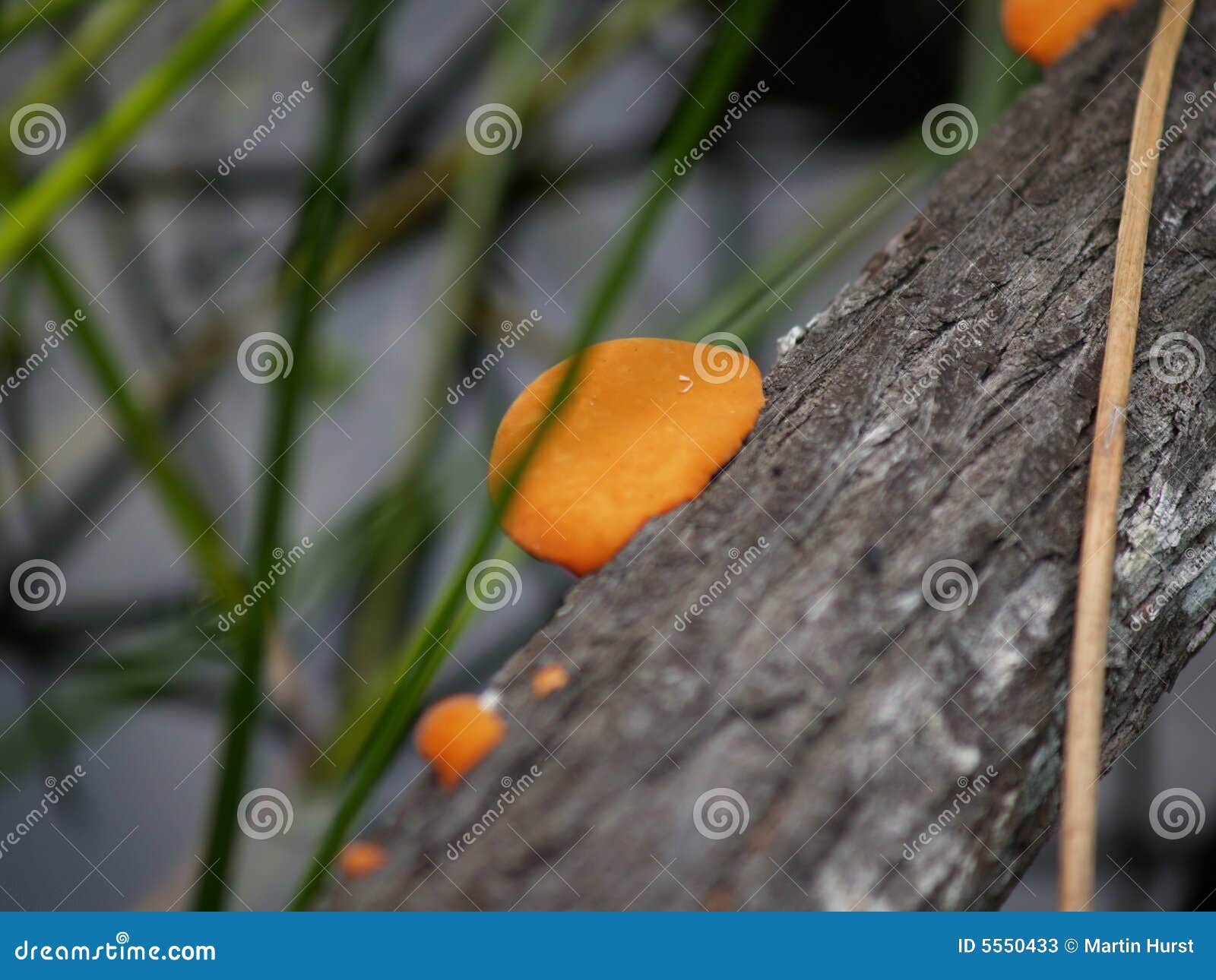 Fungal line stock image. Image of fungus, bright, dull - 5550433