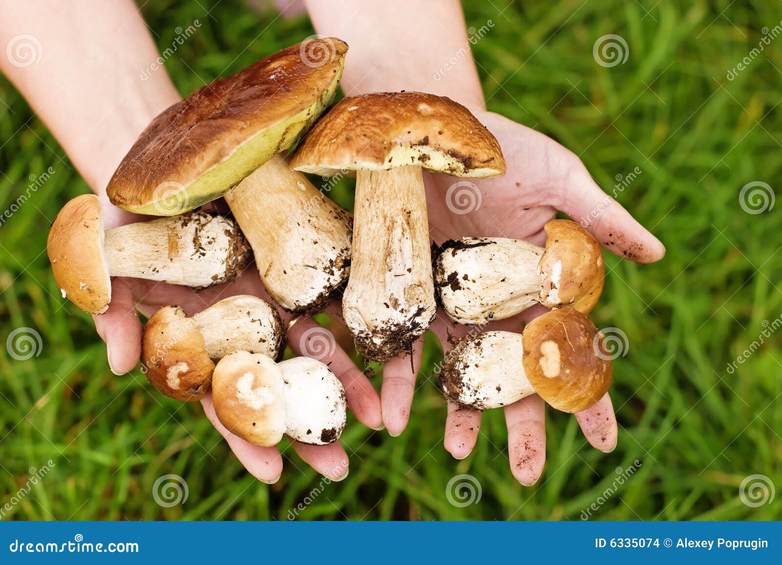 Funghi bianchi fotografia stock. Immagine di mani, commestibile 6335074