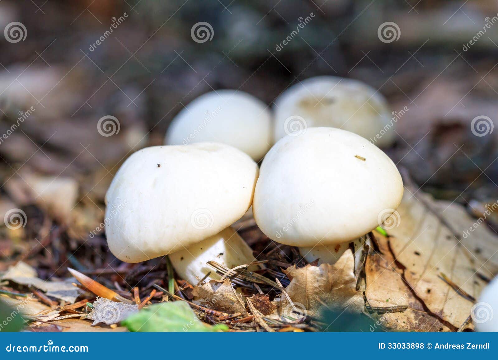 Funghi Commestibili Bianchi Fotografia Stock Immagine 33033898