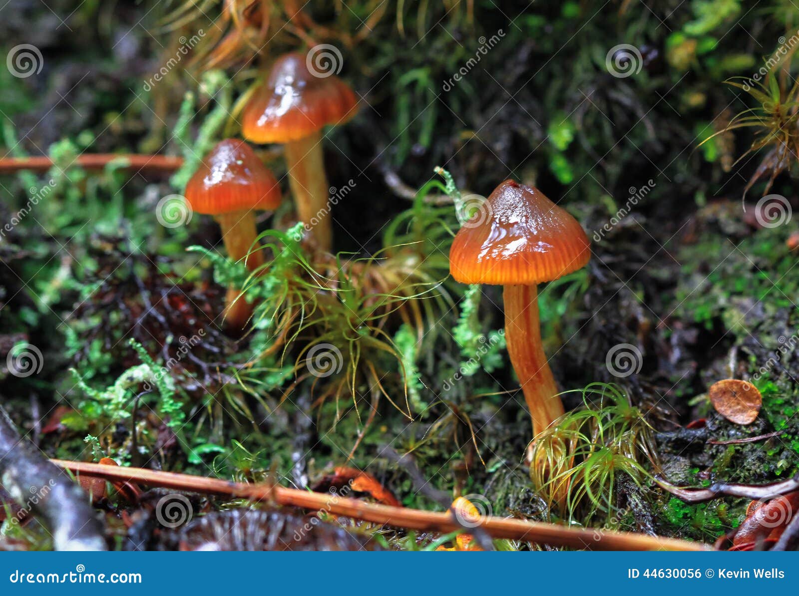 Funghi della Nuova Zelanda fotografia stock. Immagine di zelanda 44630056