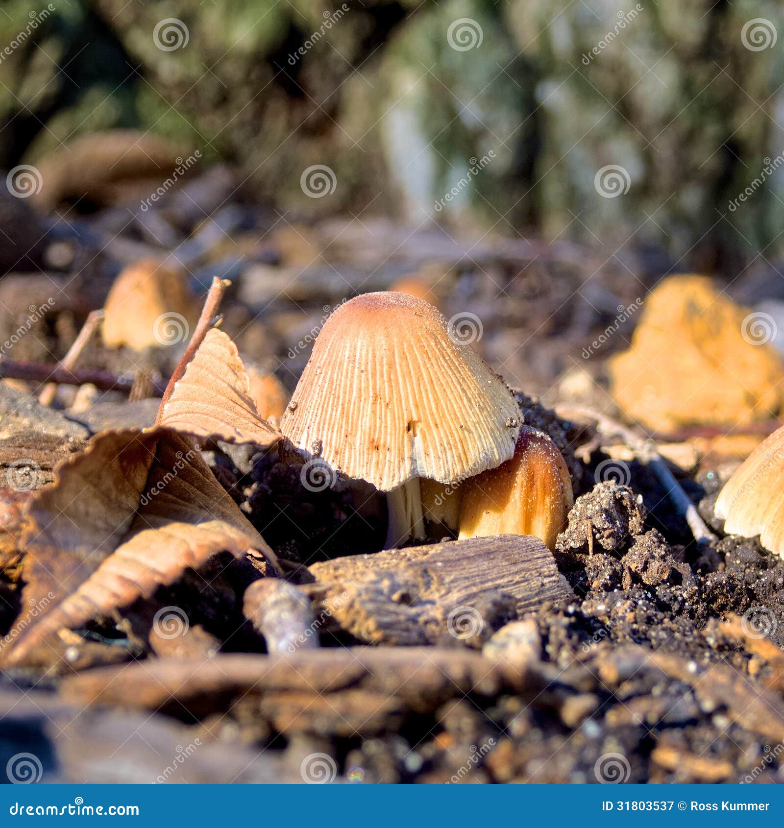 Funghi gialli immagine stock. Immagine di esterno, fresco 31803537