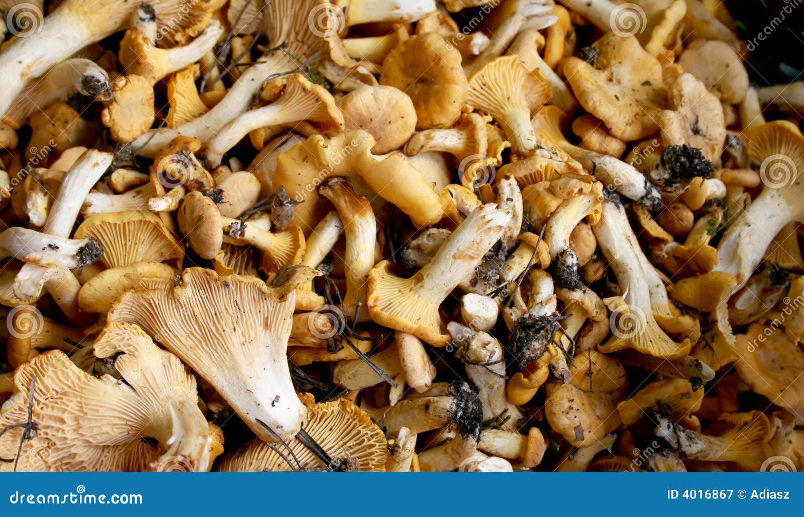 Funghi gialli immagine stock. Immagine di palatabile, vitamina 4016867