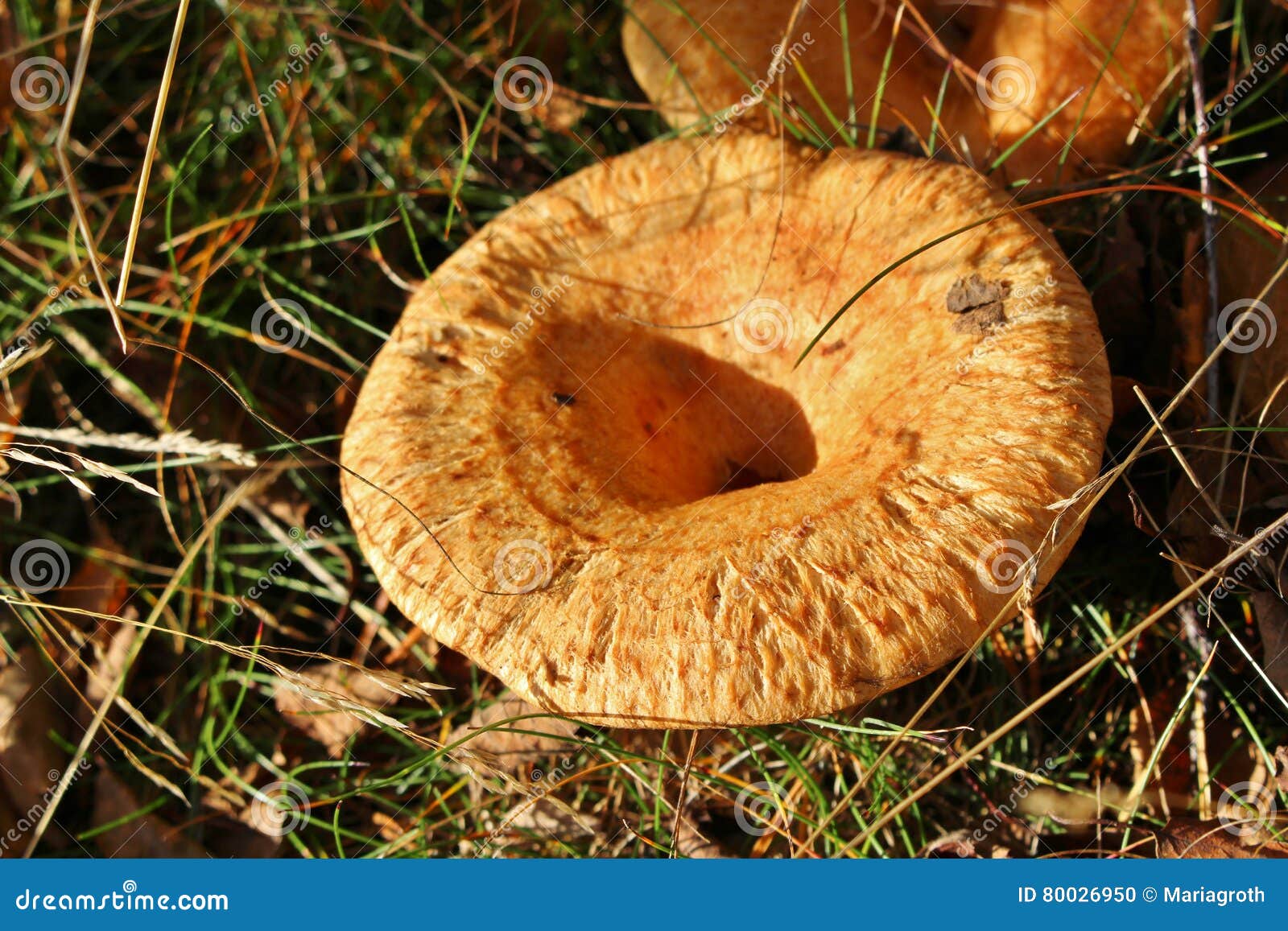 Funghi gialli fotografia stock. Immagine di caduta, verde 80026950