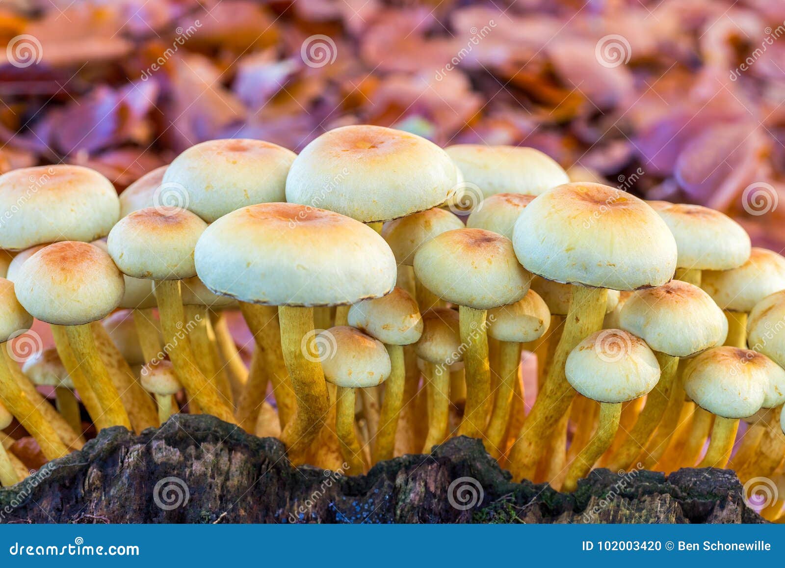 Funghi Gialli Sul Ceppo Di Albero Fotografia Stock Immagine di gruppo