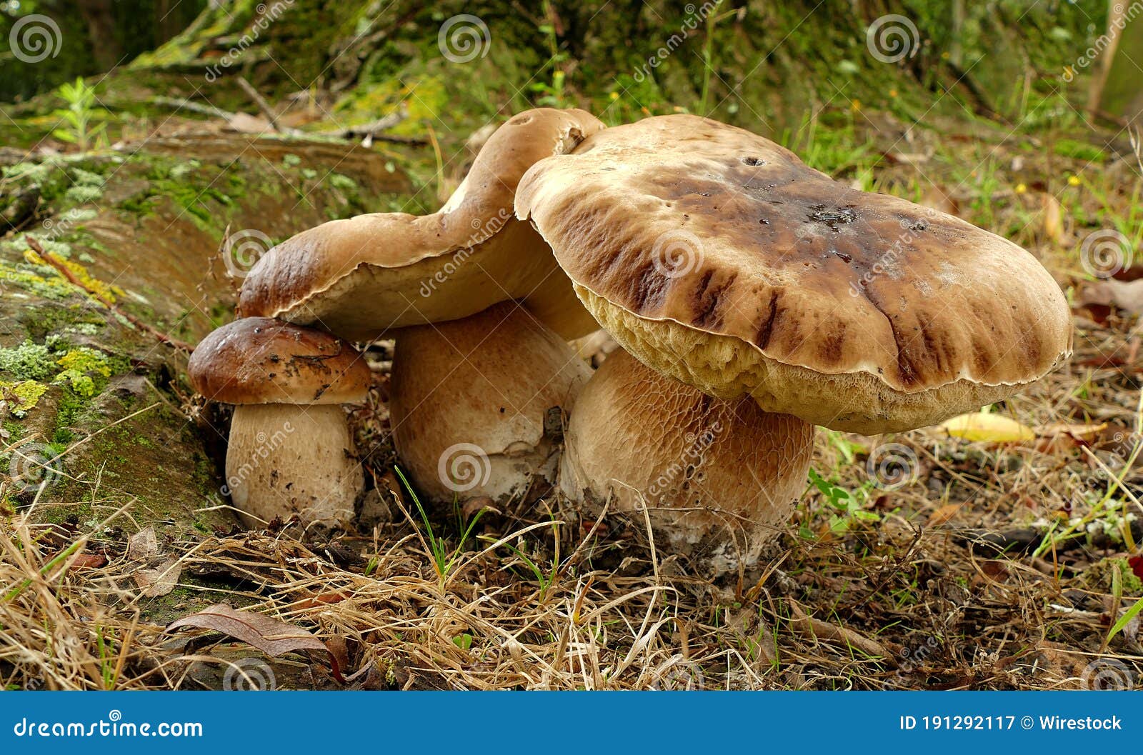 Funghi Porcini Growing in the Forest Stock Image Image of natural