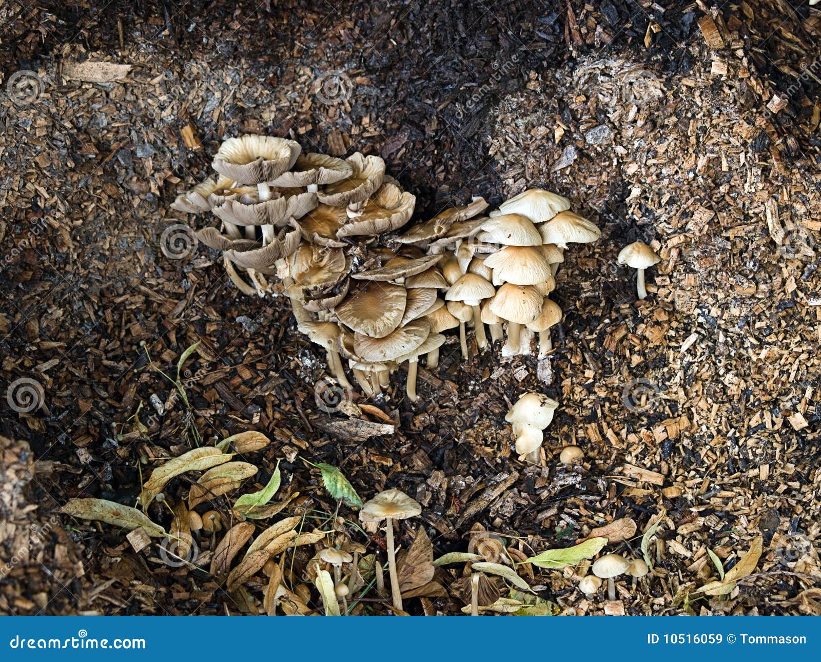 Fungi stock image. Image of nature, chips, mold, rotten 10516059