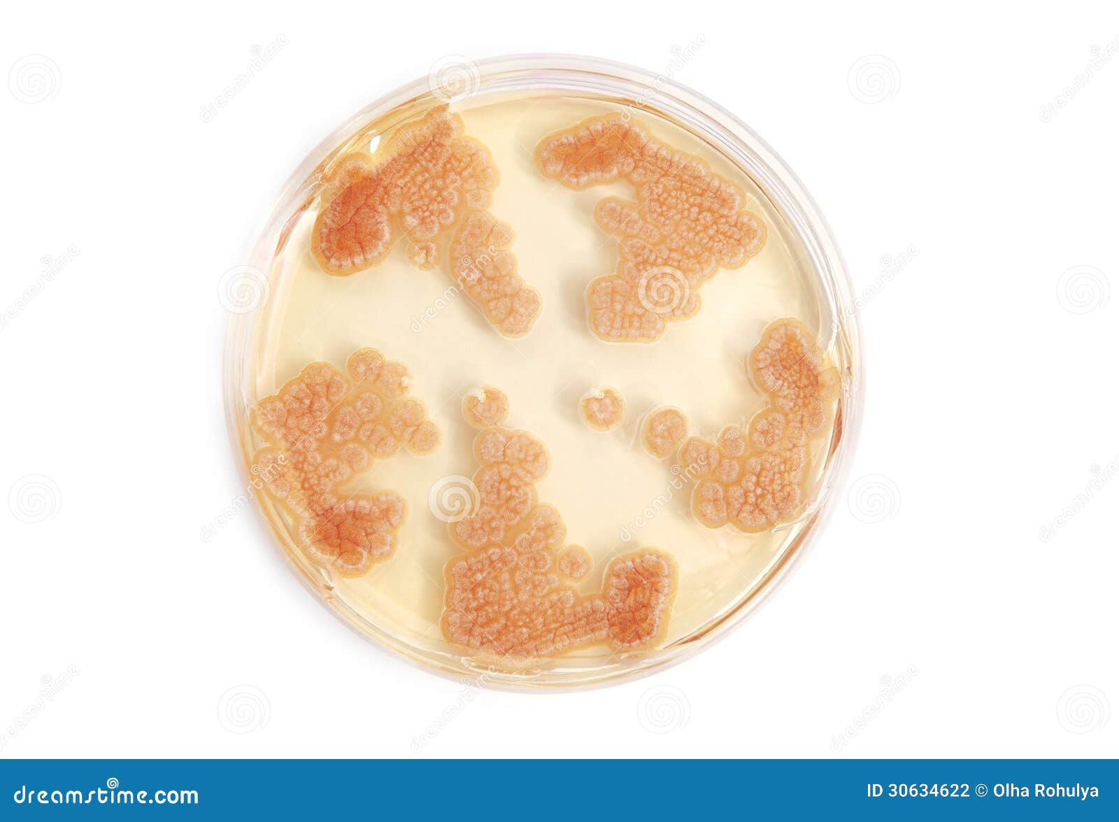 Fungi on Agar Plate in Laboratory Stock Photo Image of