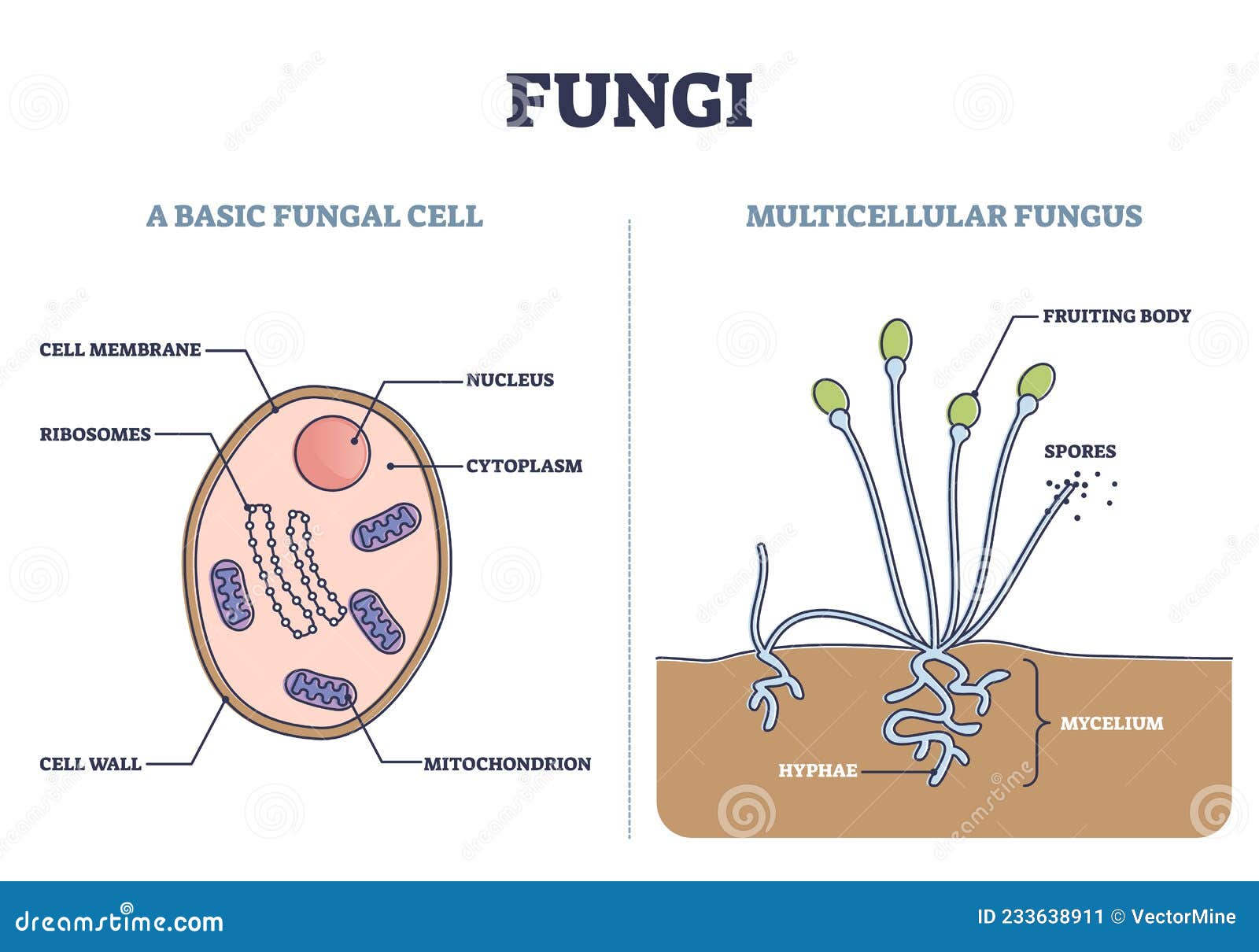 fungi as basic fungal cell and multicellular fungus structure outline diagram