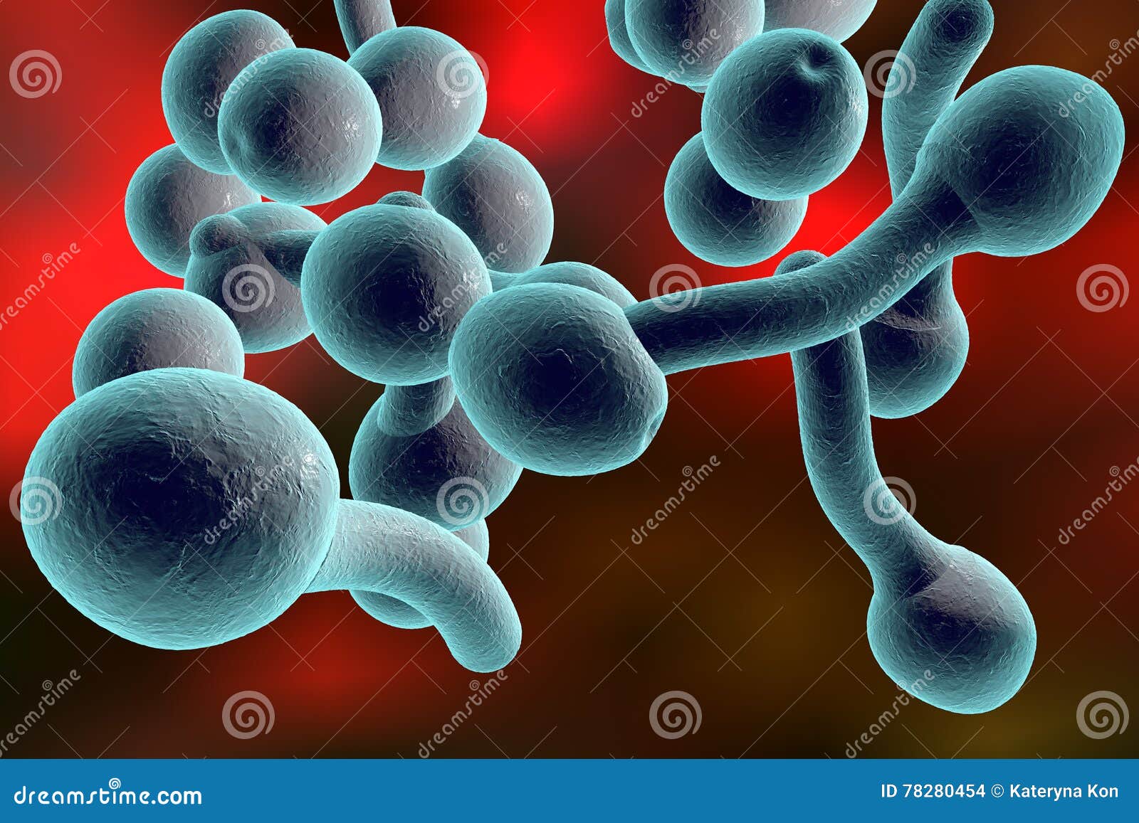 Candida albicans лечение