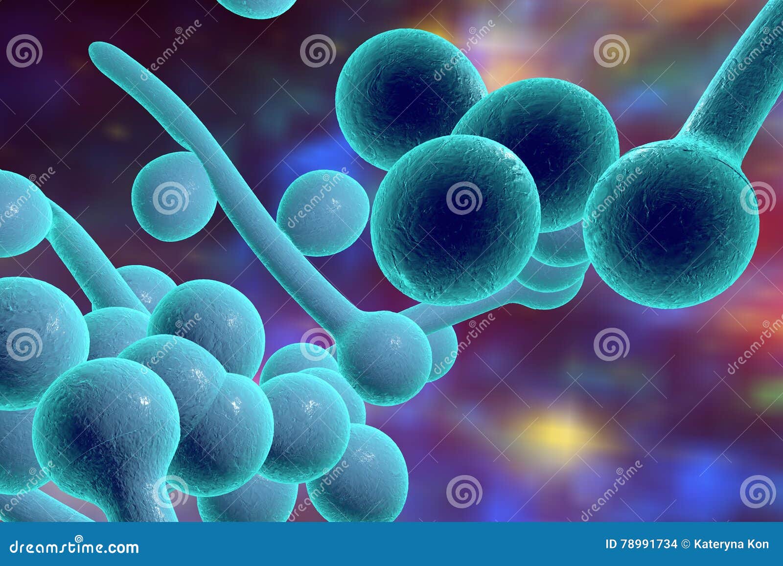 Молочница бактерии. Дрожжеподобный гриб Candida albicans. Грибы альбиканс кандида микробиология.
