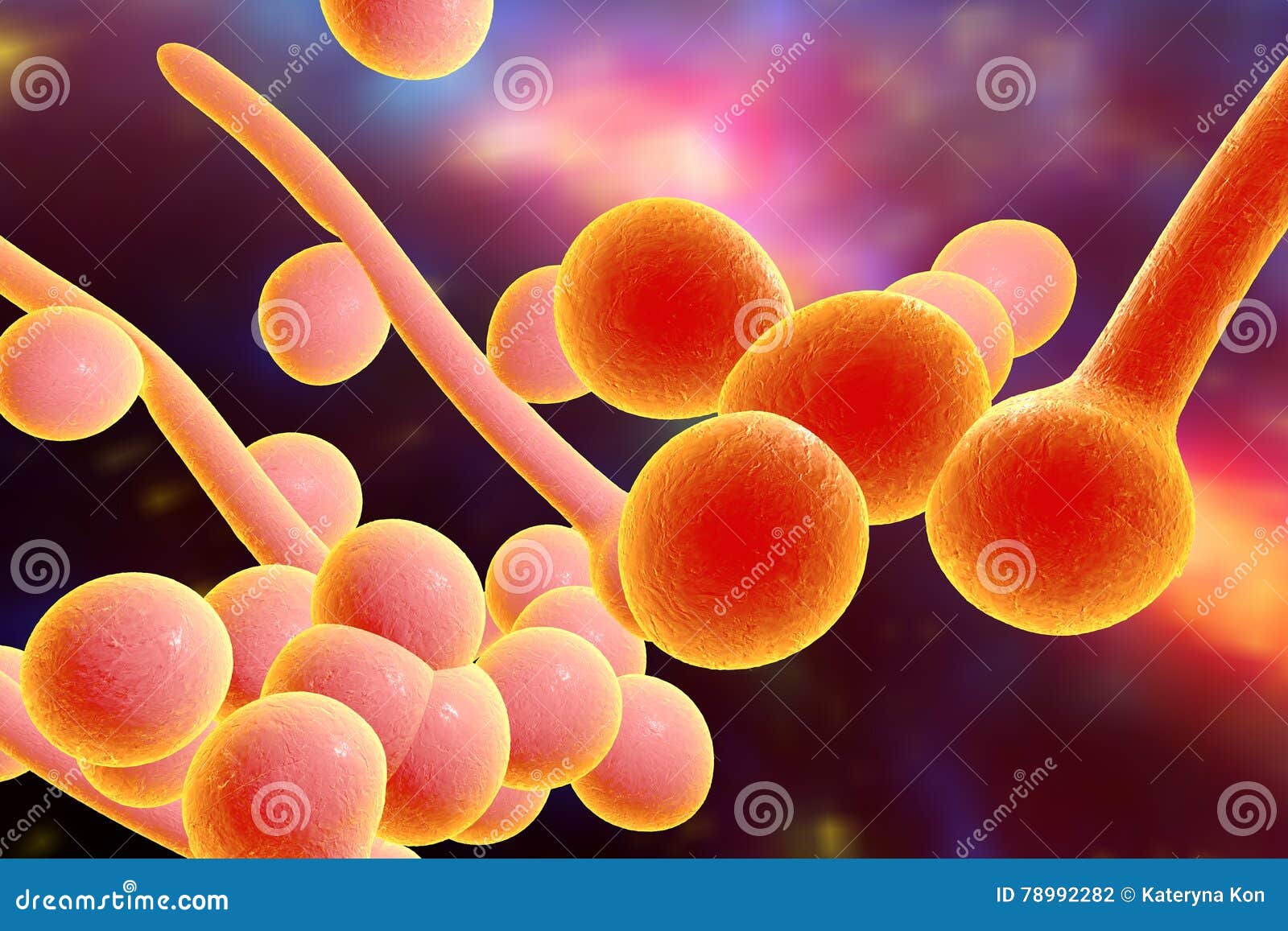 Fungi Candida Which Cause Candidiasis Thrush Stock Illustration