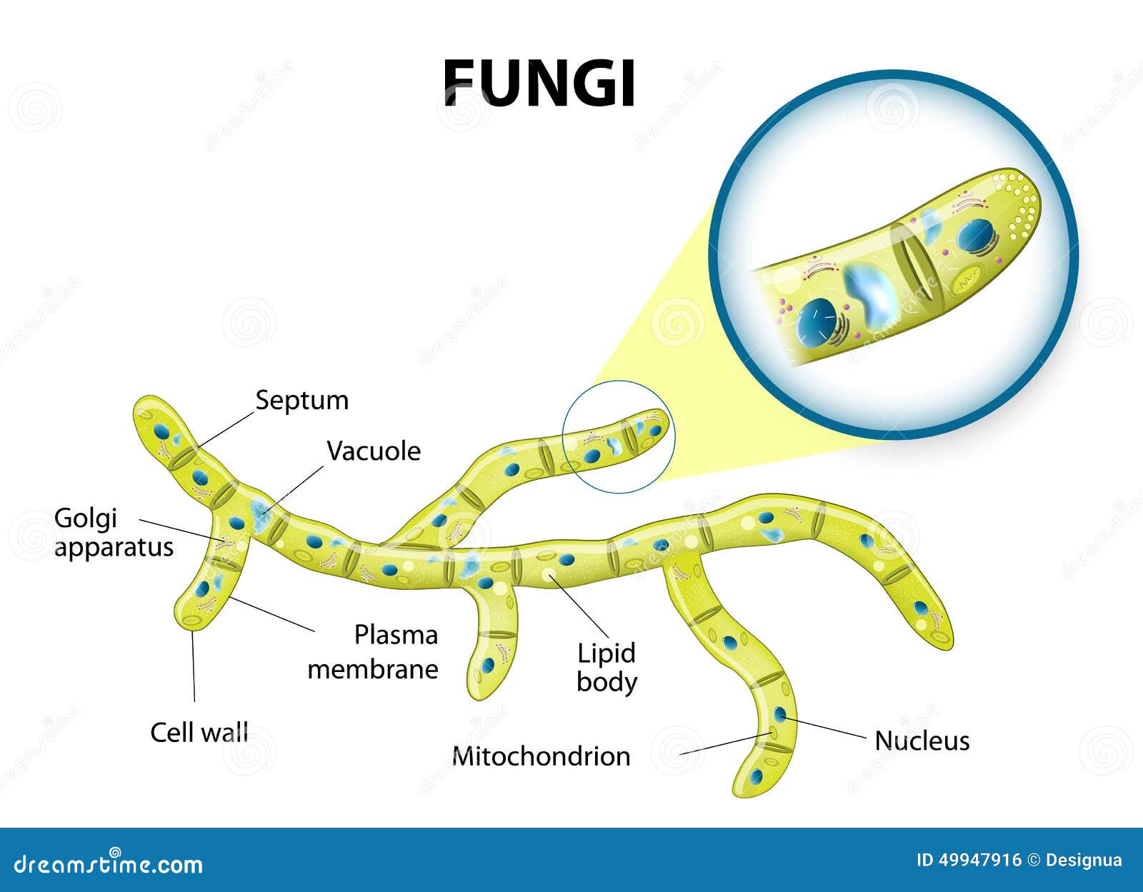 Fungi Cell Stock Vector - Image: 49947916 hypha diagram 