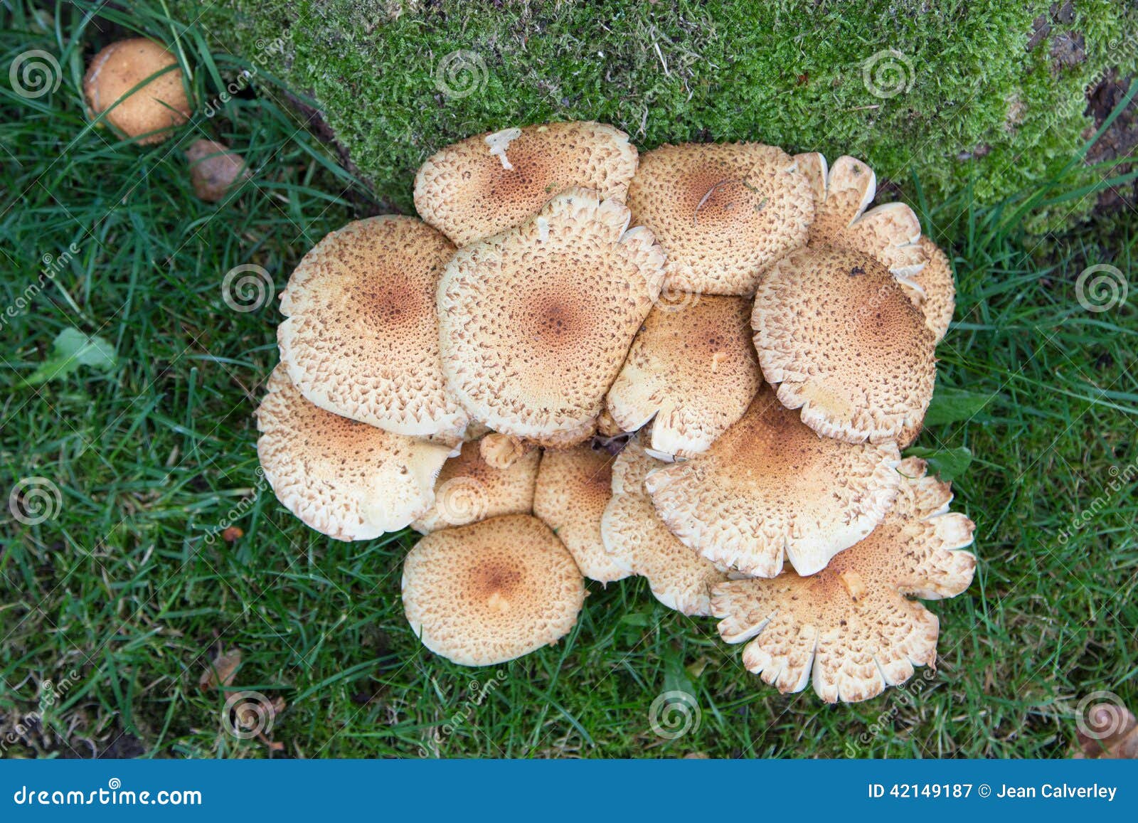 Fungi Group 25