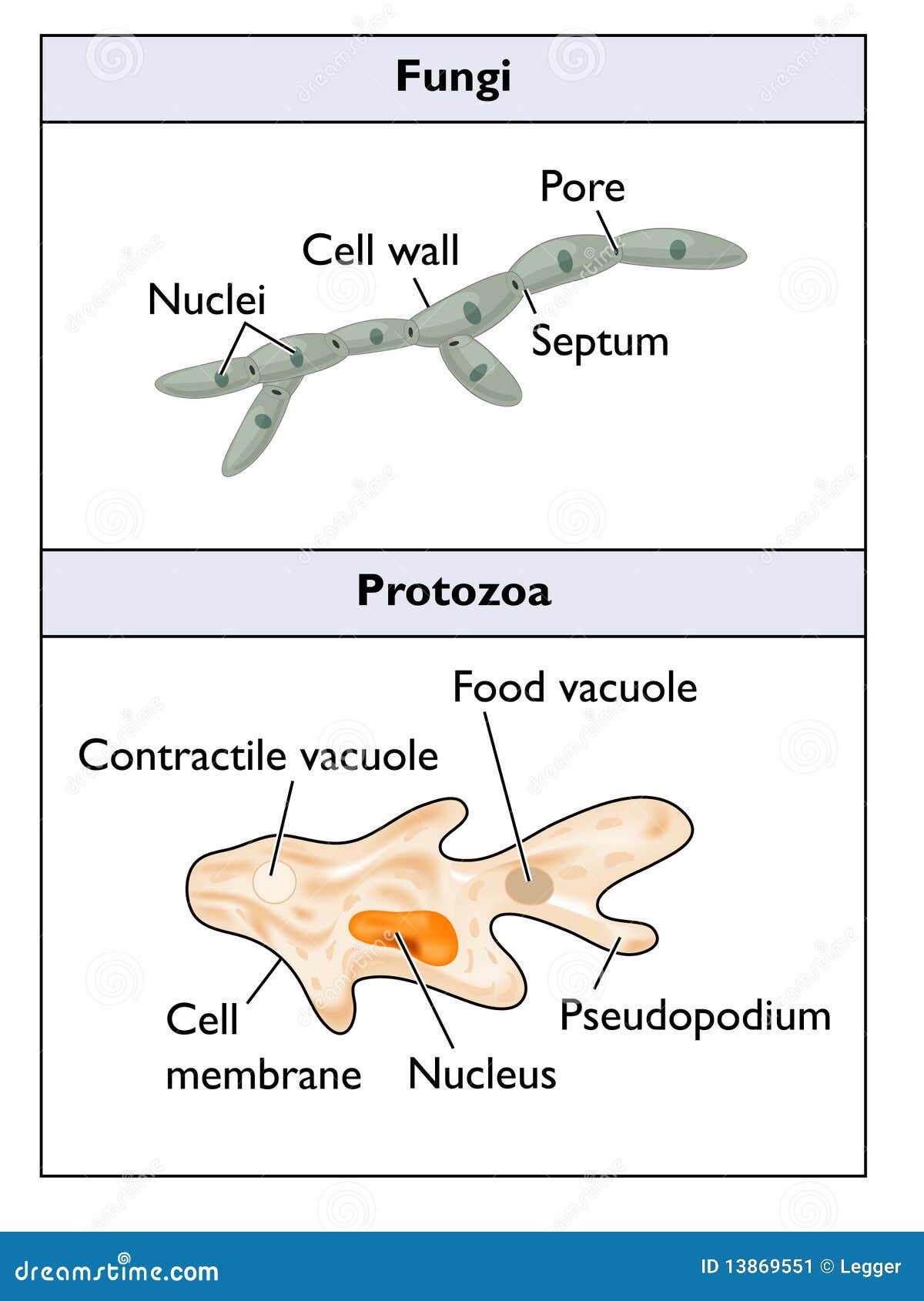 fungi and protozoa