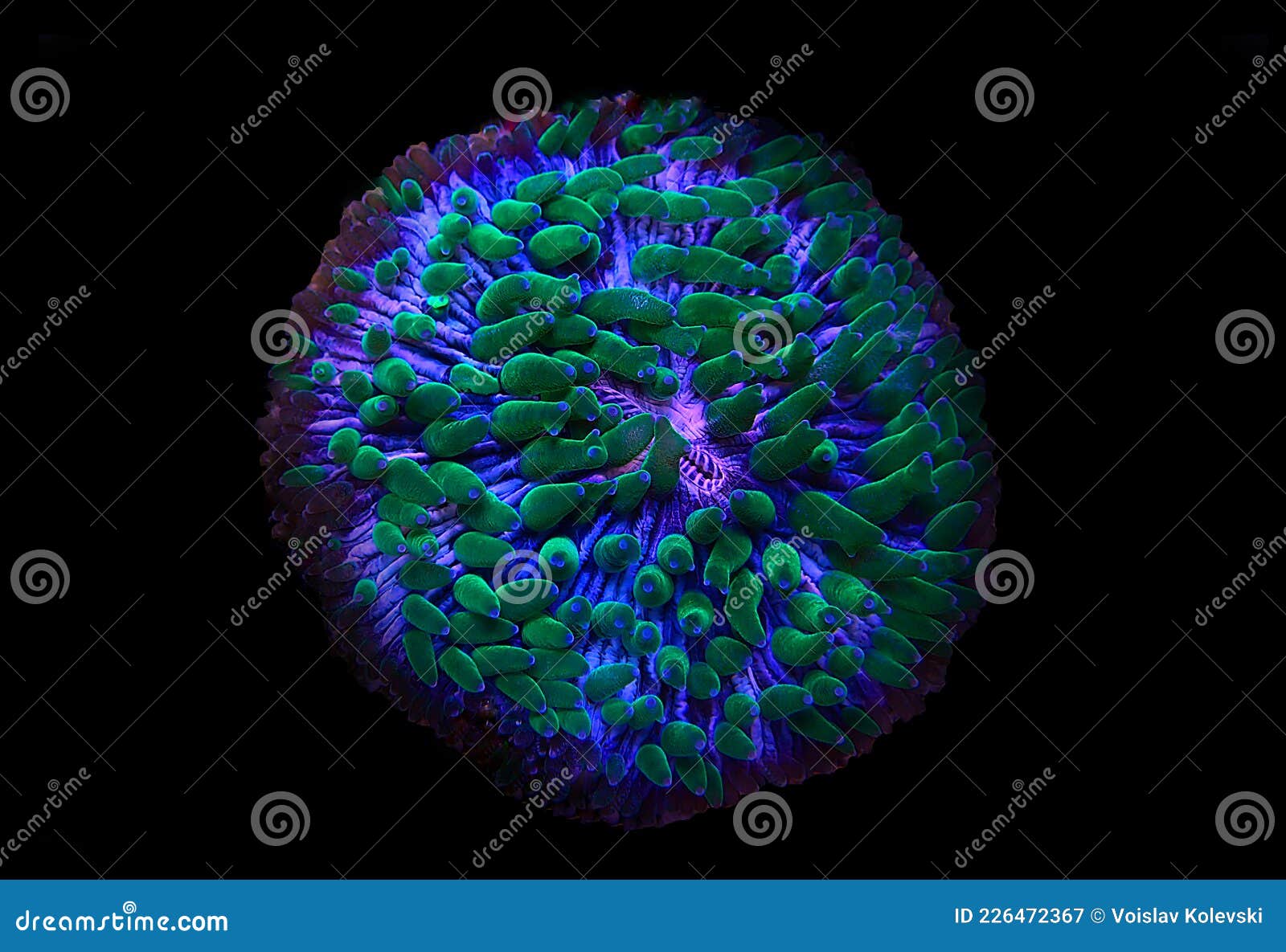 fungia - plate lps coral macro photography in reef aquarium tank