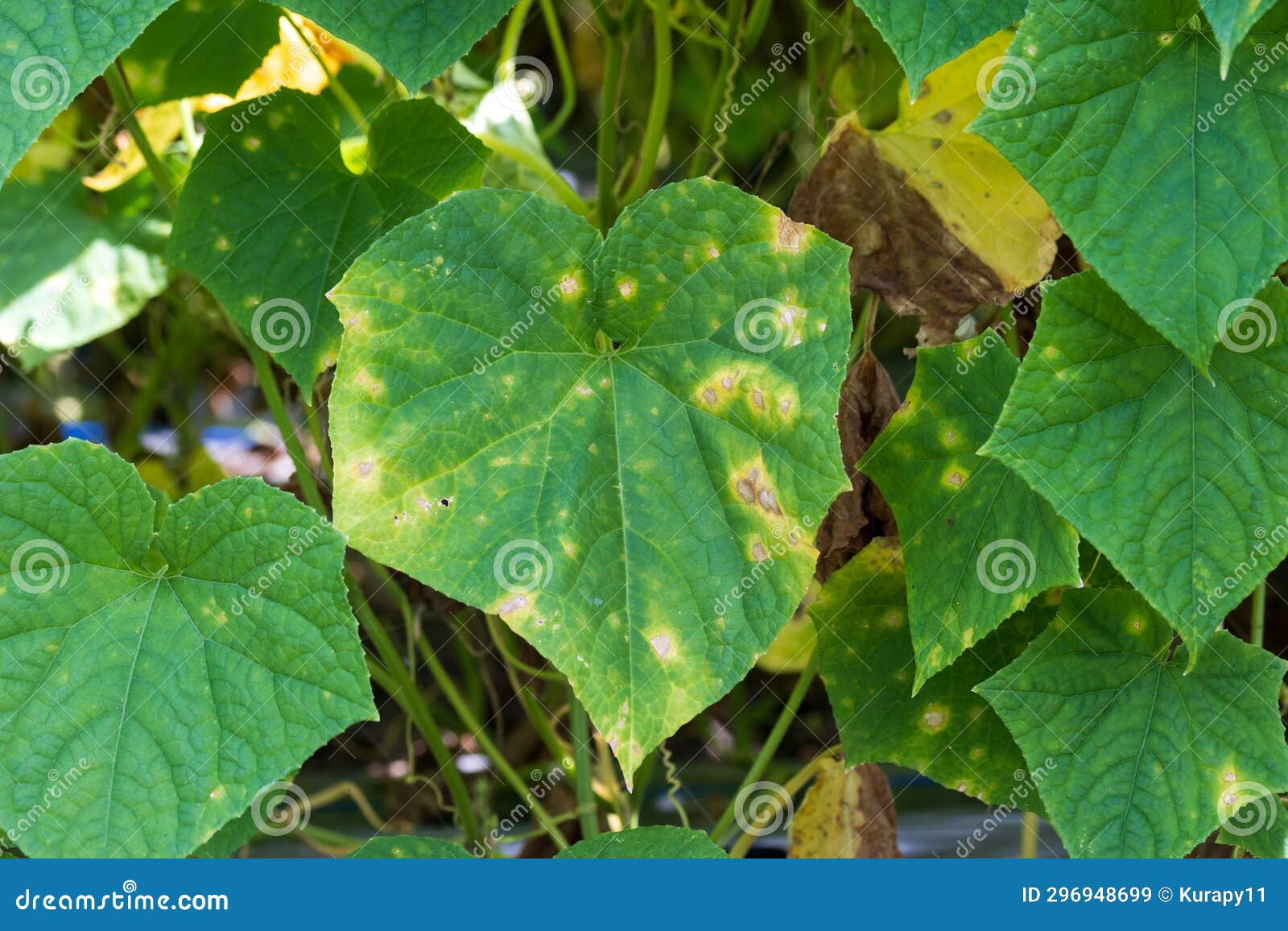 Fungicide Powdery Mildew in Melon Stock Image Image of fungus