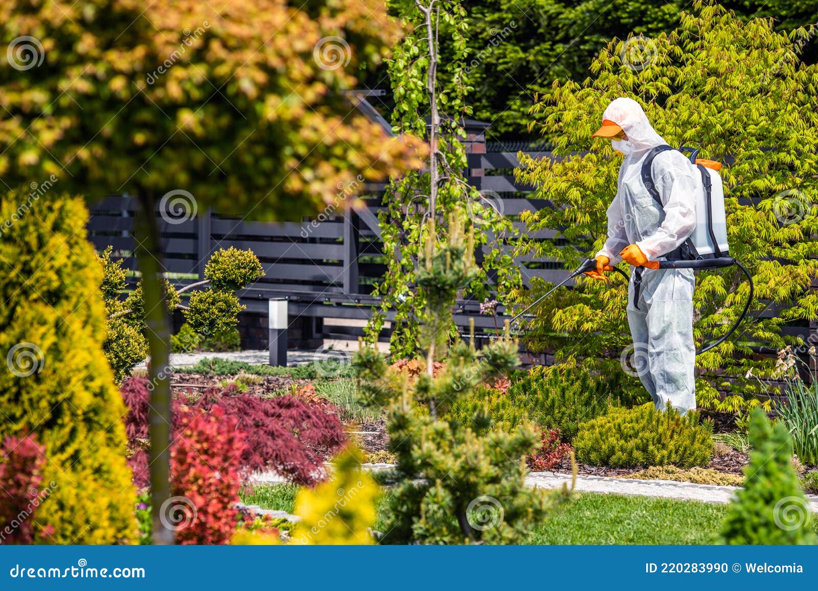 fungicides of backyard garden plants by professional garden worker