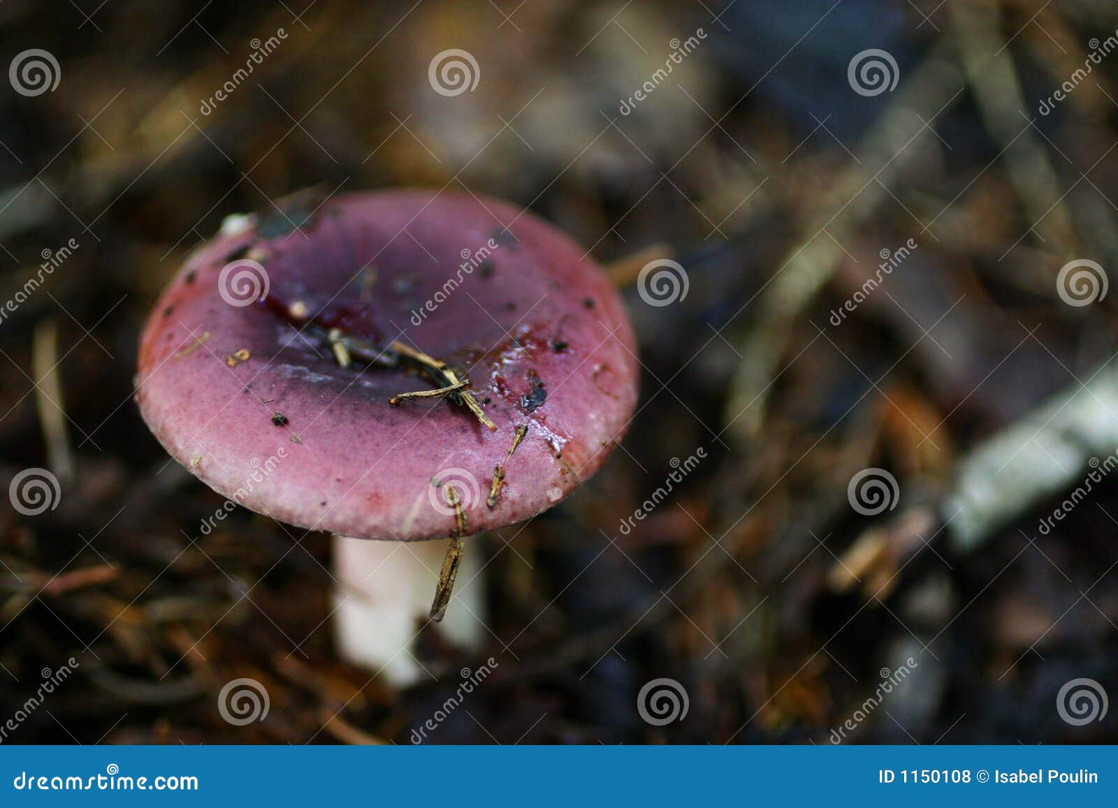 Fungo viola in foresta verde