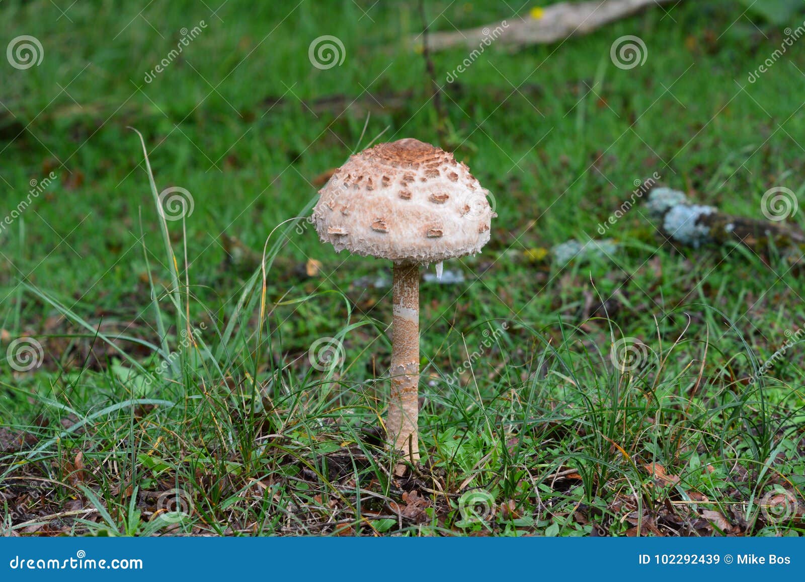 Fungo Autumn Netherlands. È autunno, così là è molti funghi nella foresta