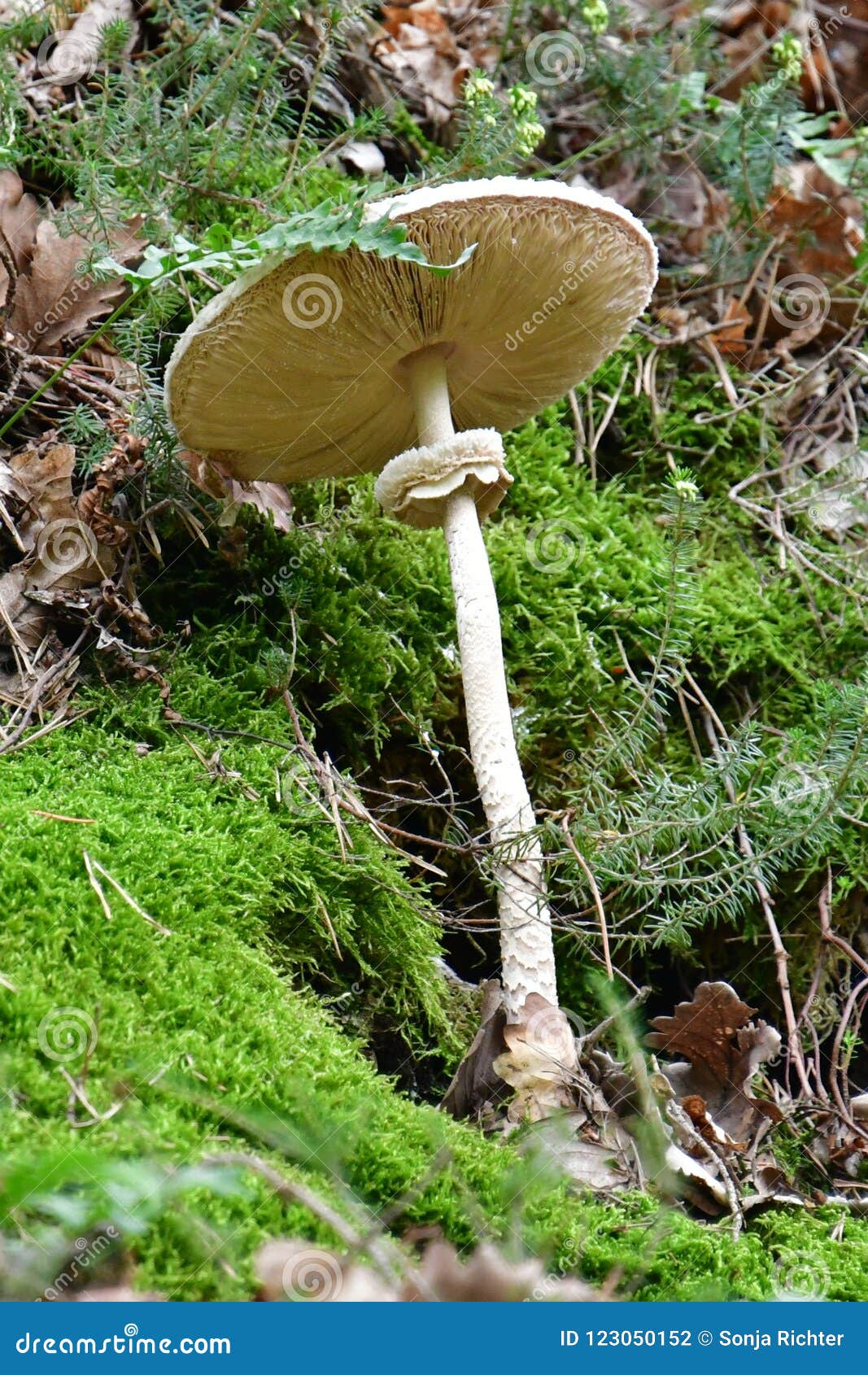 Fungo Bianco Nella Foresta Con Un Gambo Lungo Fotografia Stock Immagine Di Bianco Selvaggio 123050152