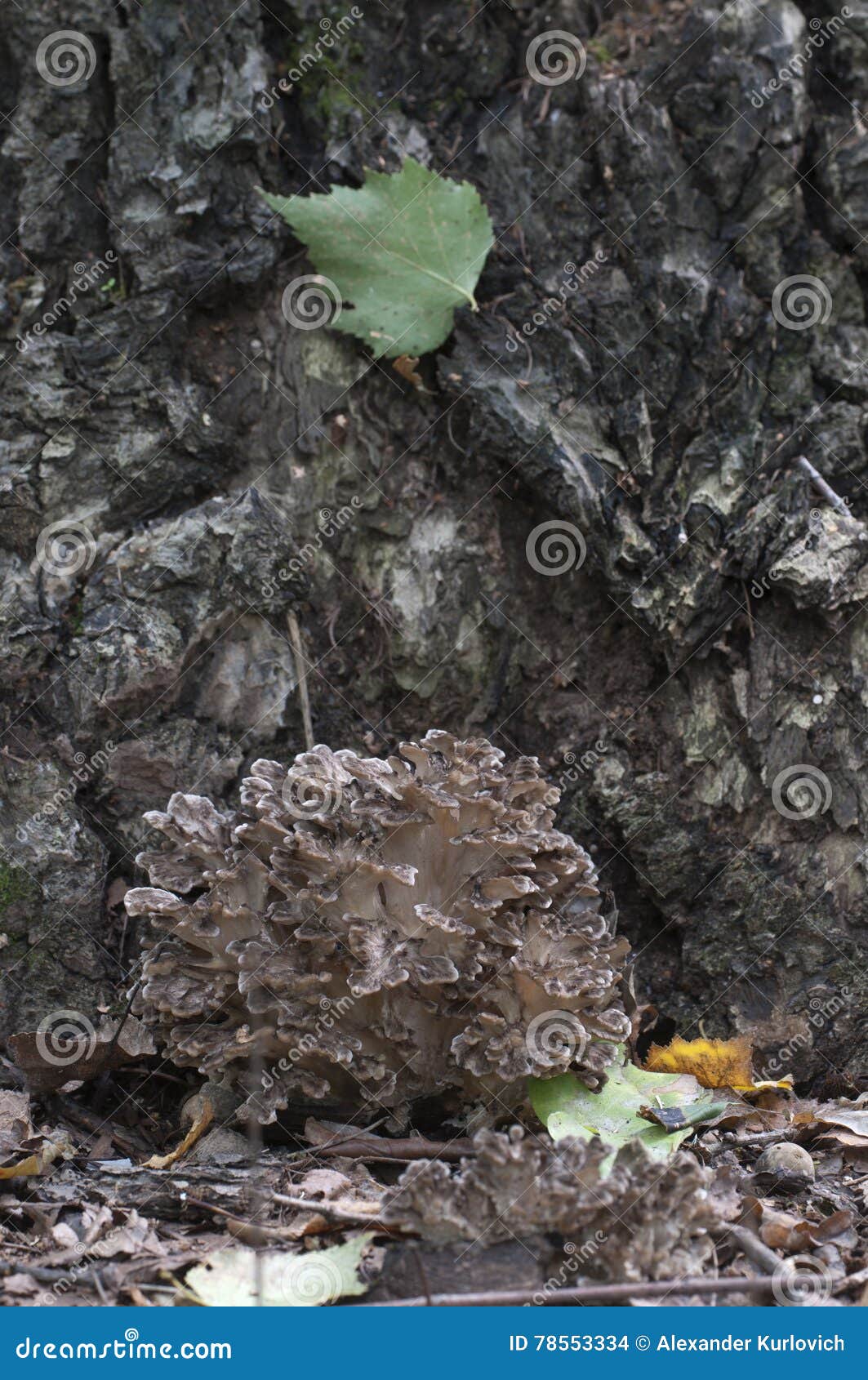 Fungo Di Frondosa Di Grifola Fotografia Stock Immagine di giapponese