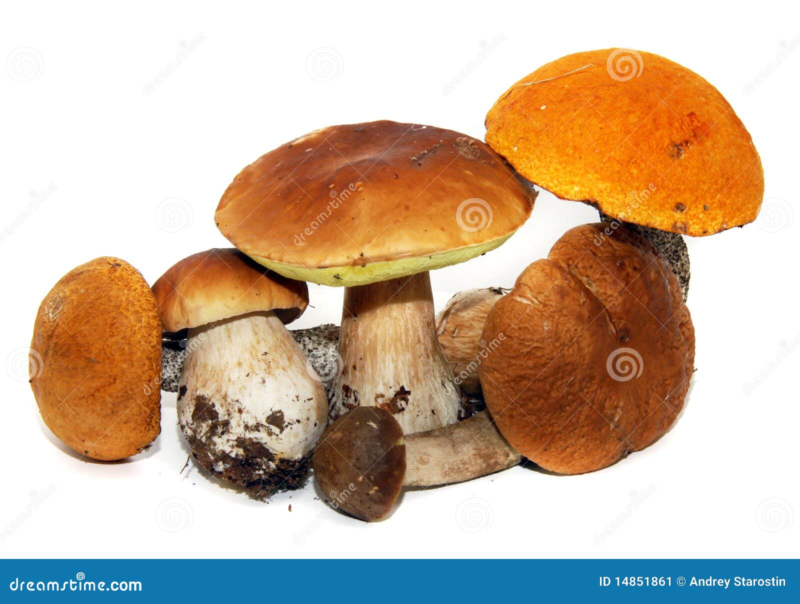 Fungo Di Porcini (boletus Edulis) Immagine Stock Immagine di