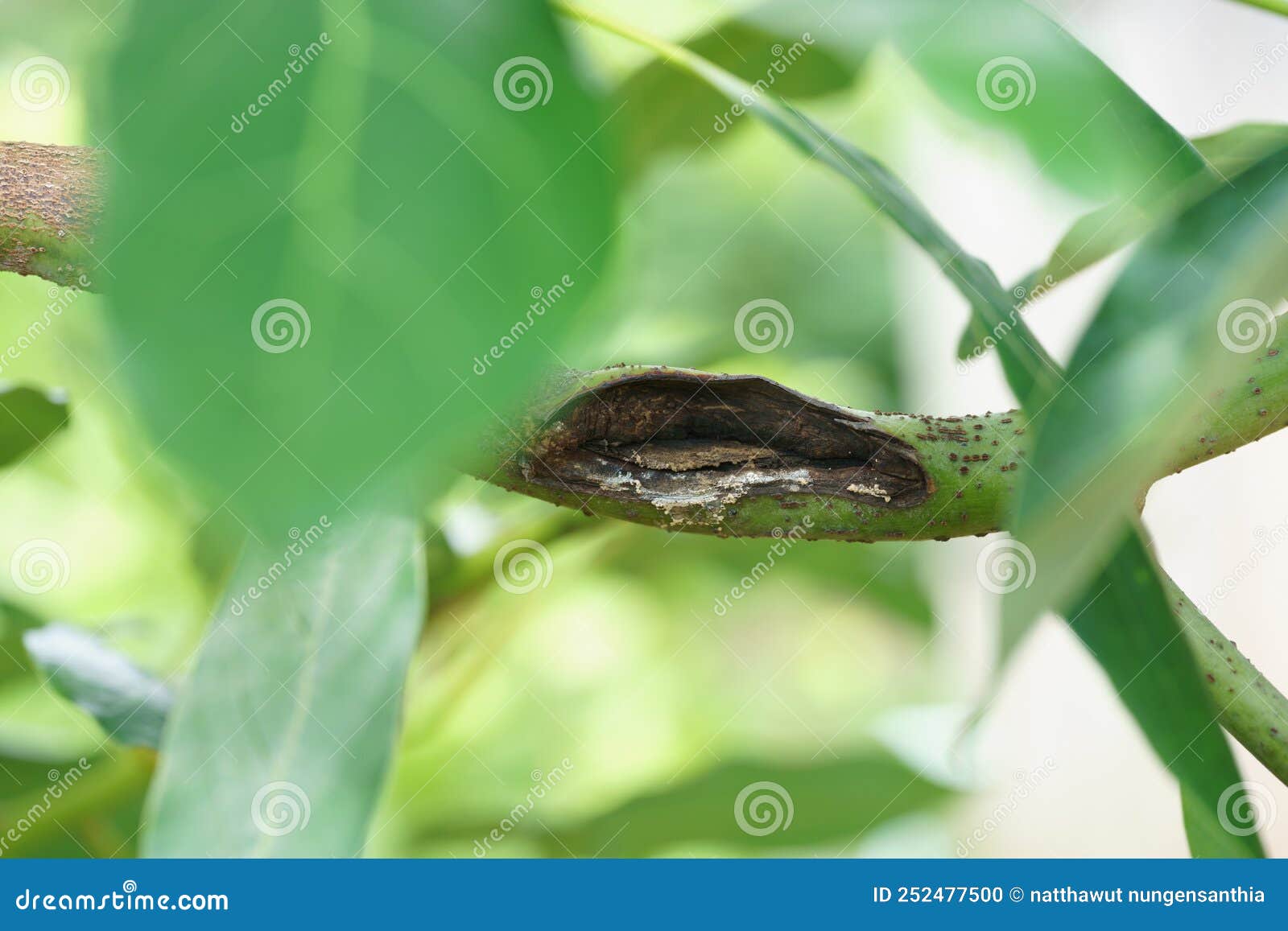 Fungus in the Avocado Tree,plant Disease, Avocado Root Rot Stock Photo