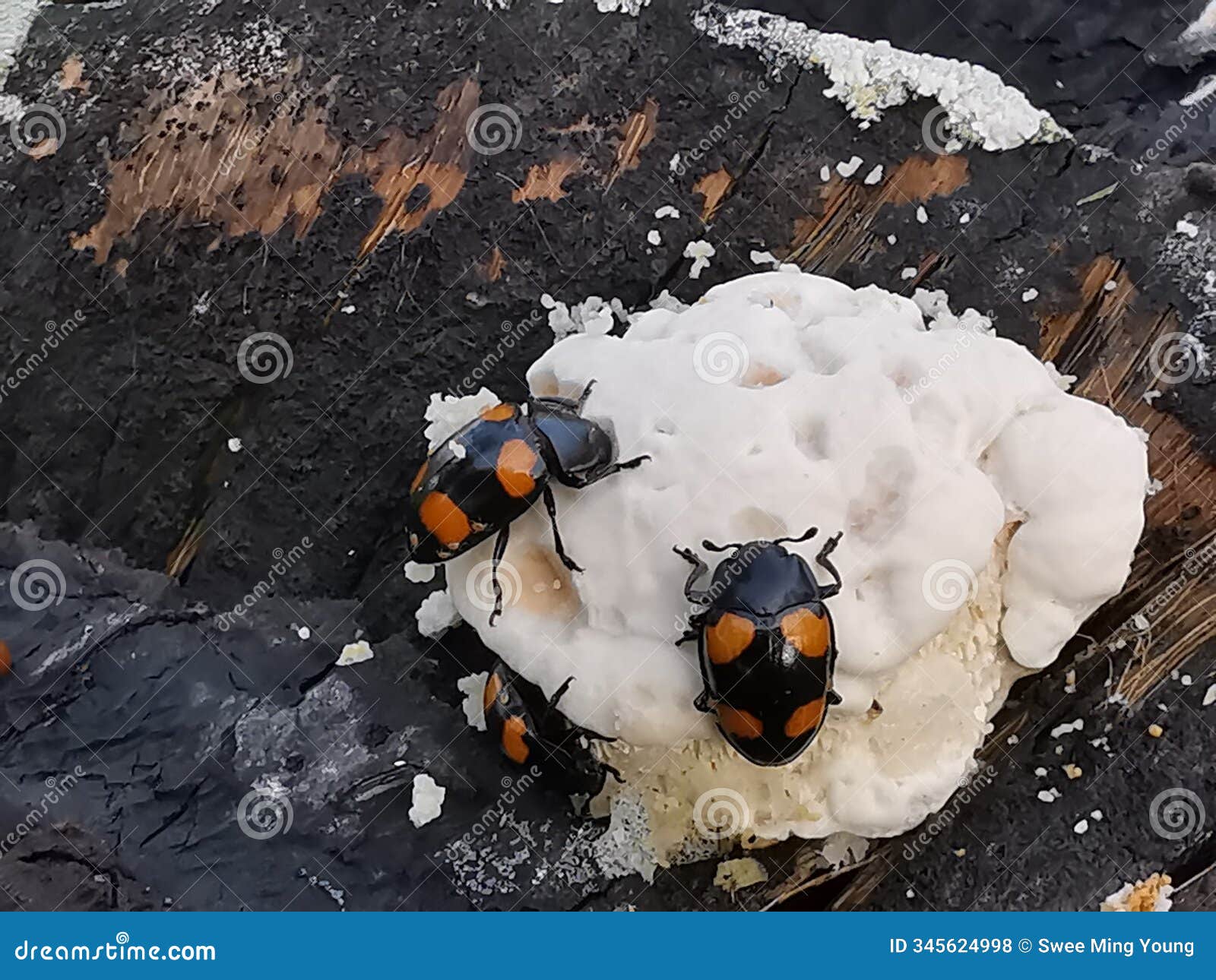 fungus beetle crawling around the wild rotting wet bracket fungus.