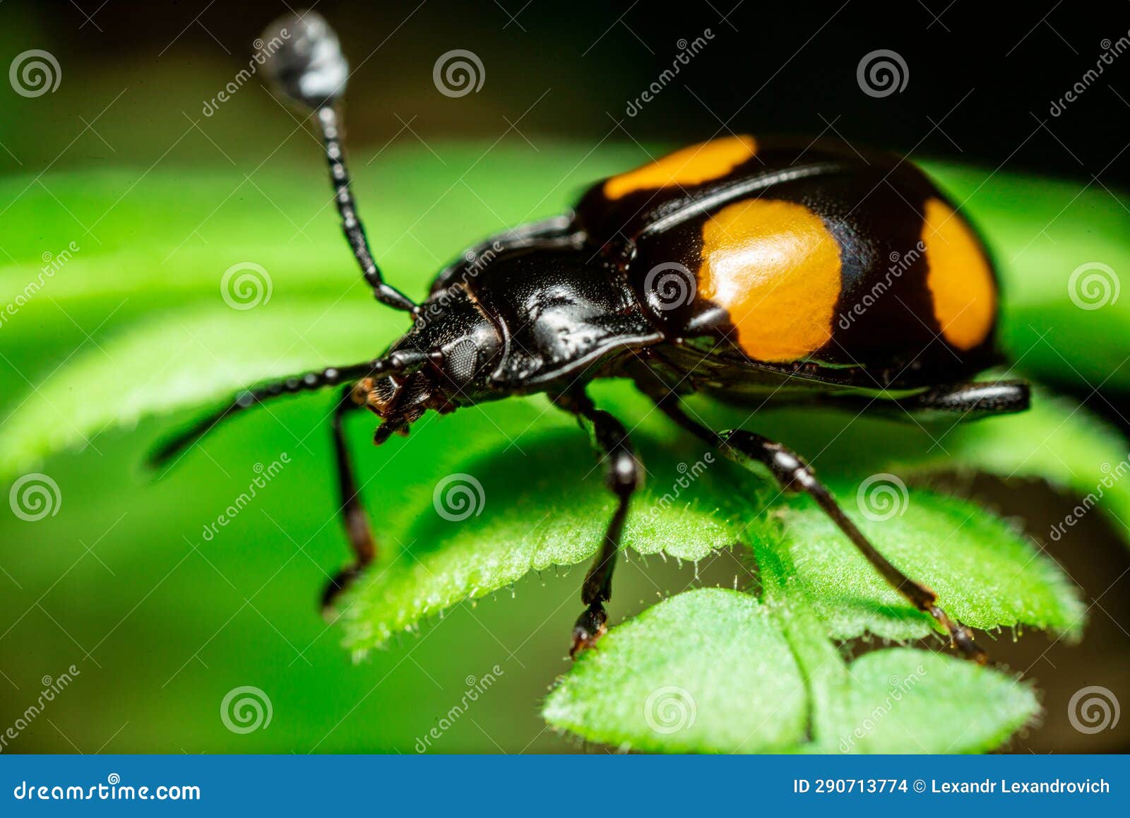 fungus beetle eumorphus westwoodi in gunung mulu national park. sarawak. borneo