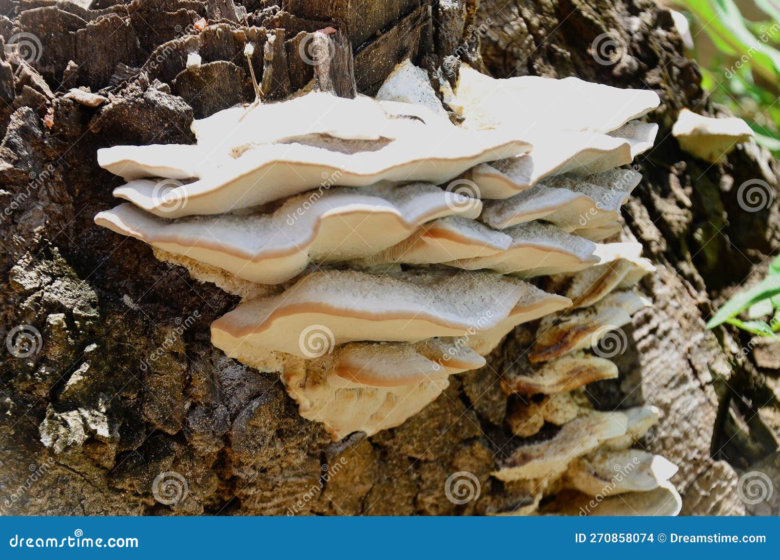 fungus bjerkandera fumosa growing on the trunk