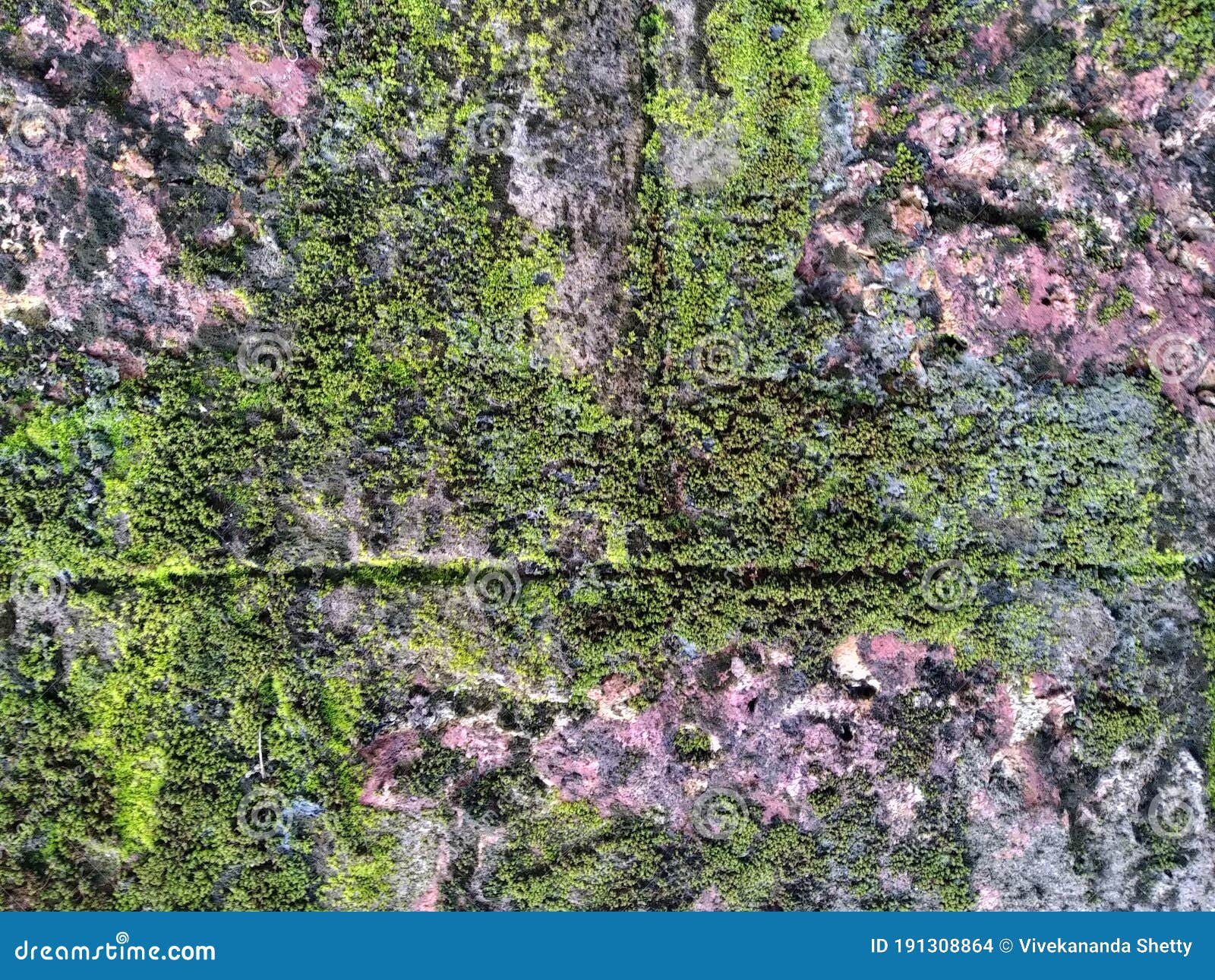 Fungus on Compound Wall stock photo. Image of rainfall 191308864