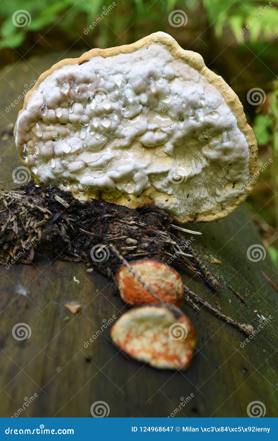 Sponge Toadstool Growing In Forest RoyaltyFree Stock Image