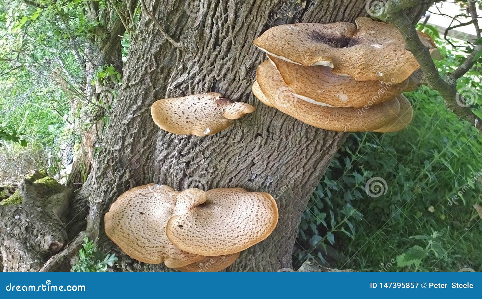 Fungus Funguses Mushroom Growing from Ash Tree Stock Image Image of