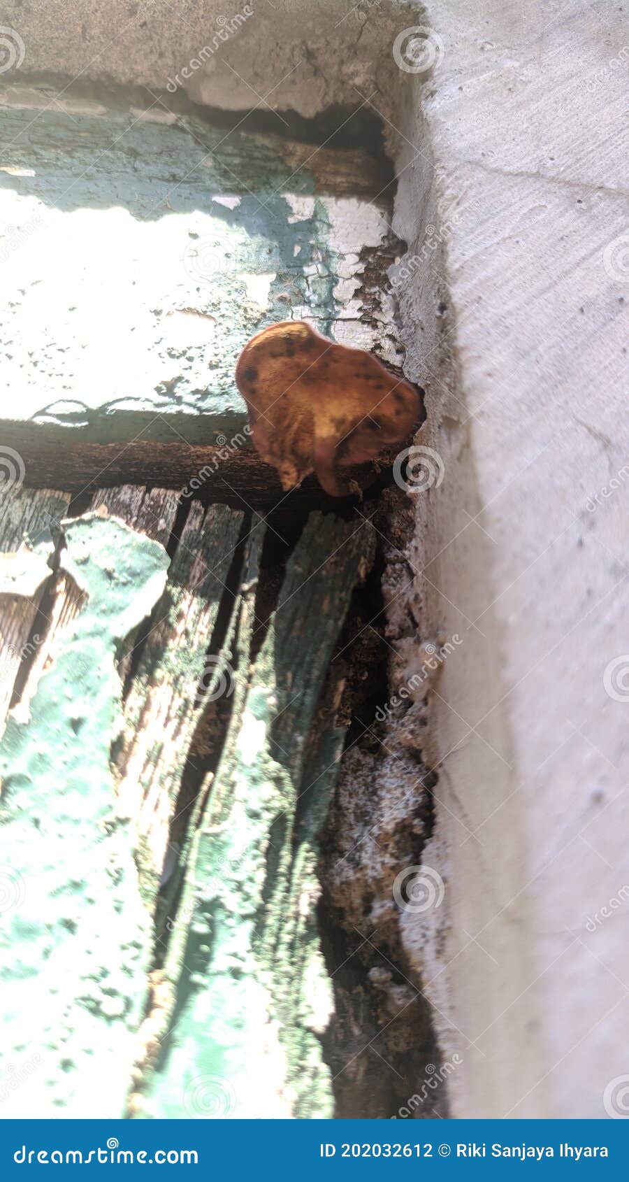A Fungus Growing on the Rubble of Old Door Stock Photo Image of