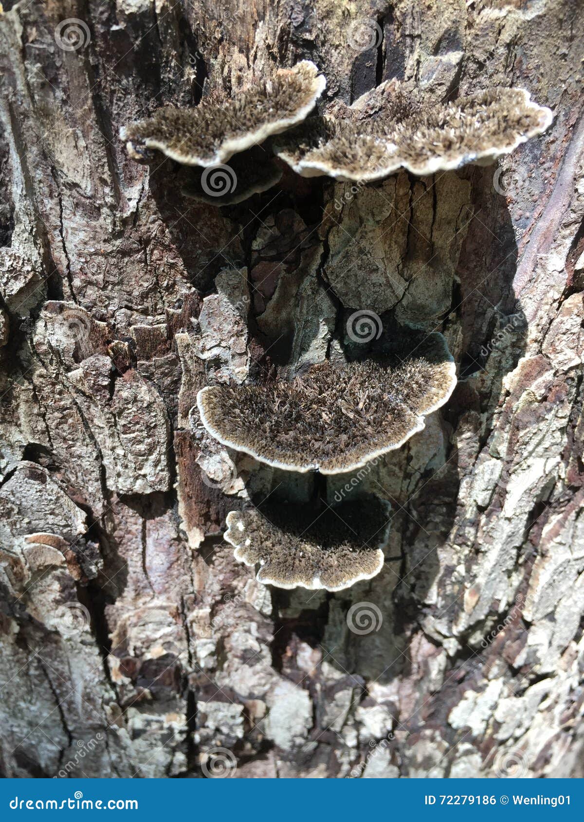 Fungus Growing on Tree Stump Stock Photo Image of rind, tree 72279186